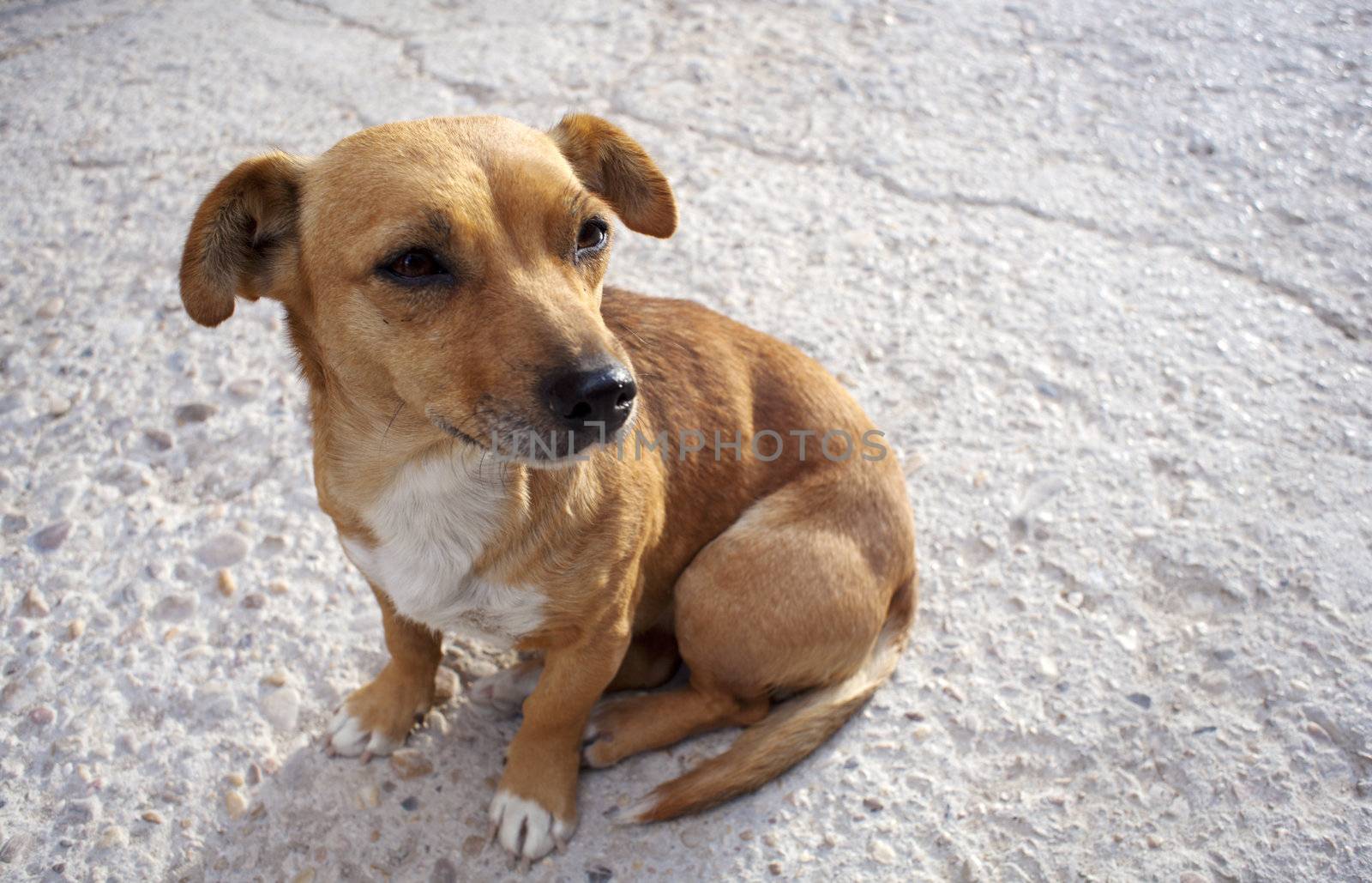 Little Dog in the street