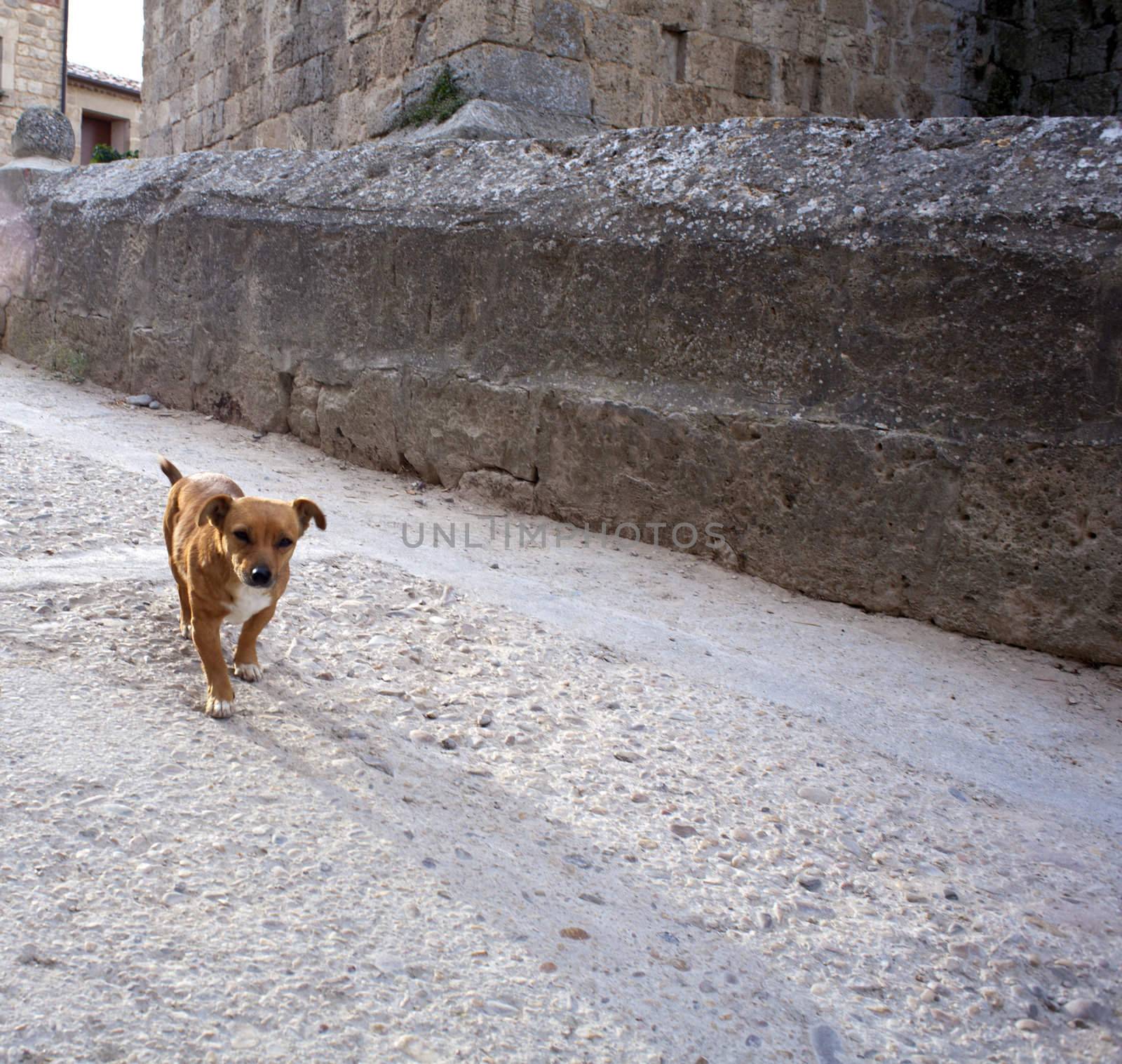 Little Dog in the street