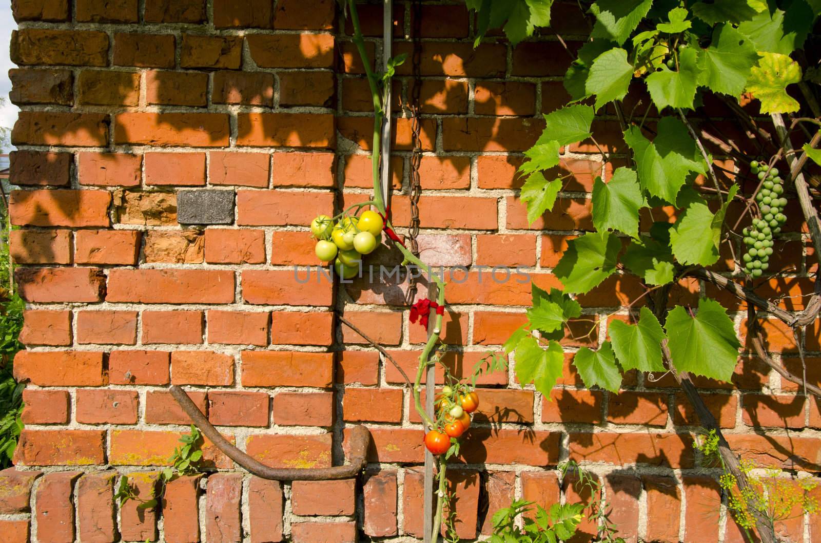 Tomato climbing on red brick wall. Rural home details and gardening.