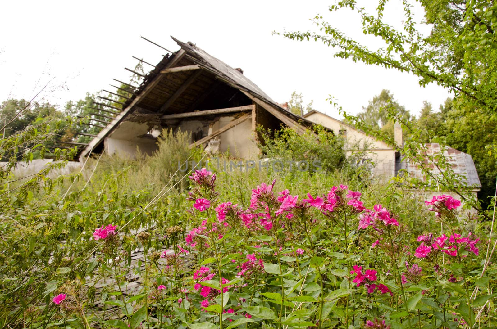 Abandoned village. Crumbling house garden residue by sauletas