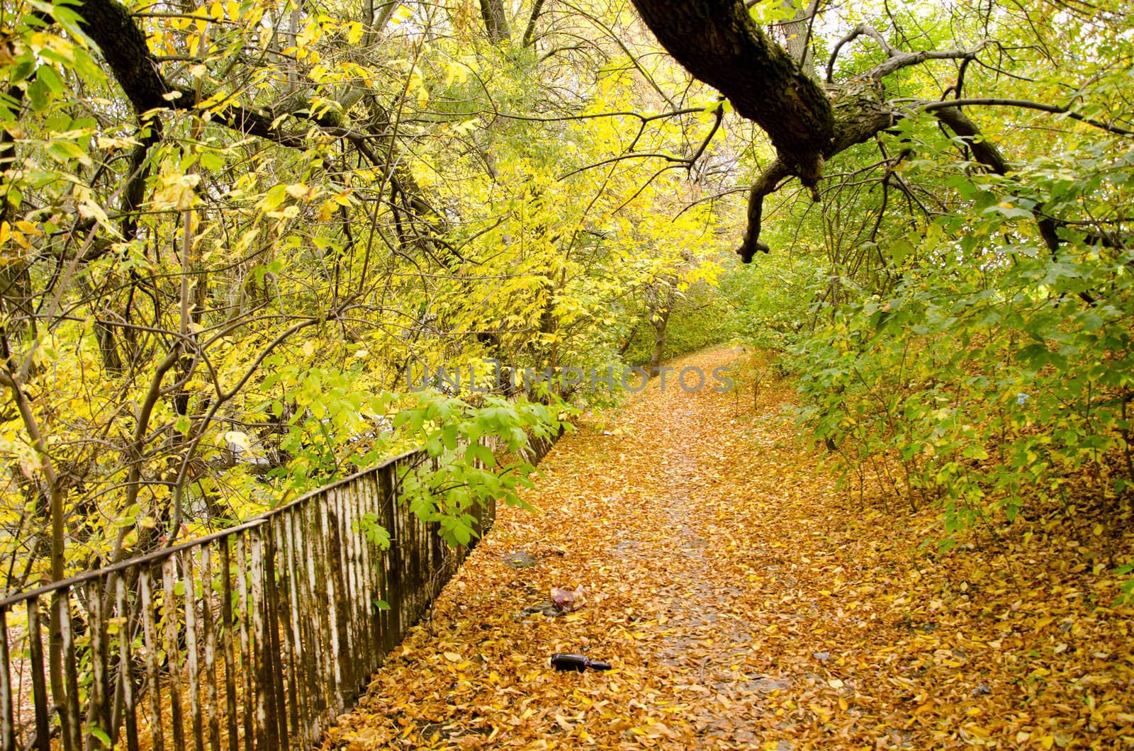 Colorful autumn path background. Fallen leaves of autumn. A bottle. Rusting fence.