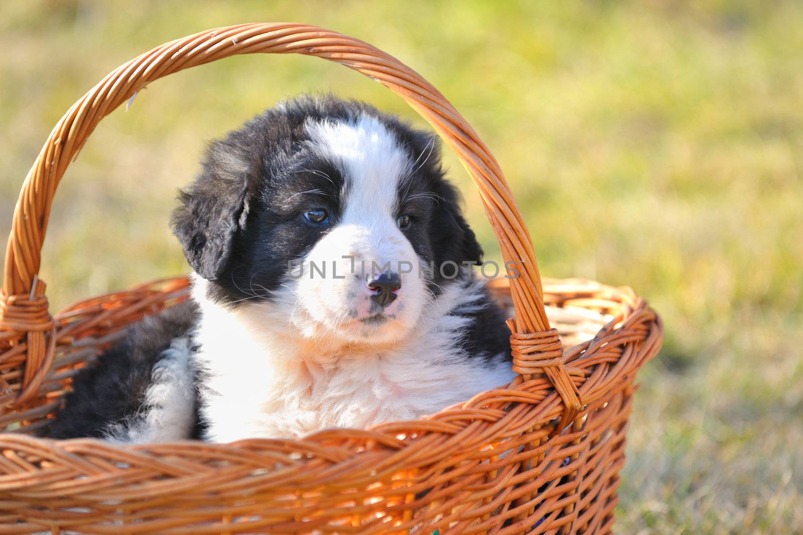 shepherd romanian dog