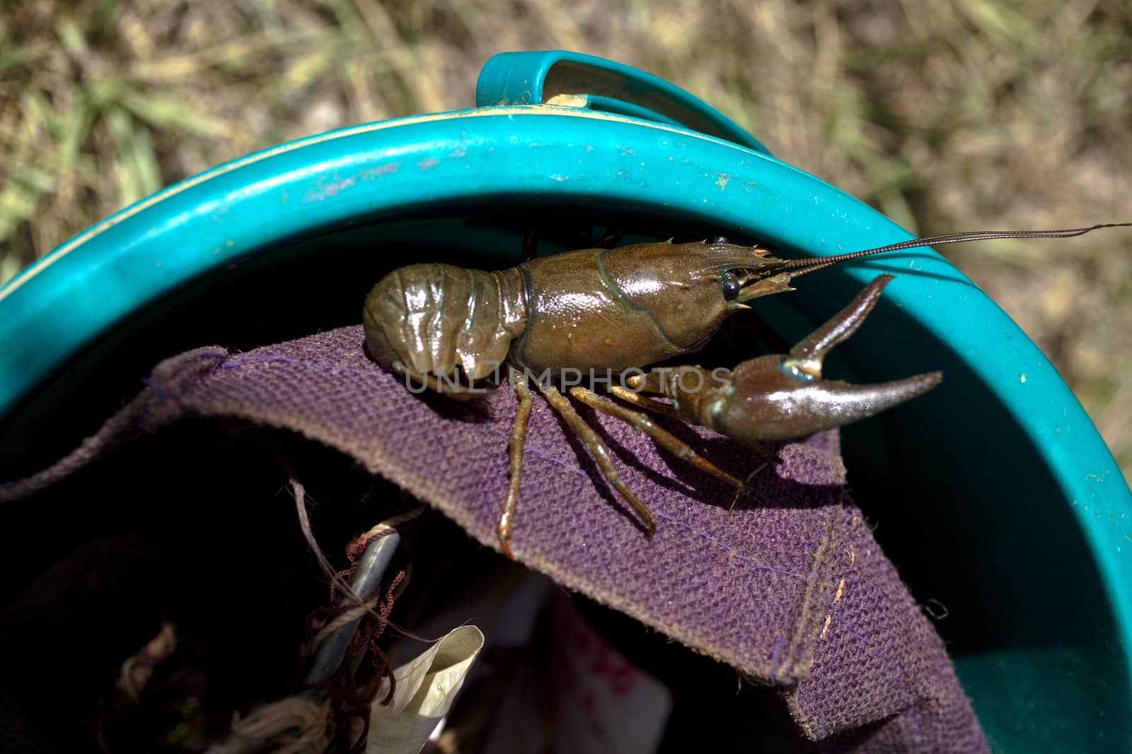 Various Crayfishes in a bucket