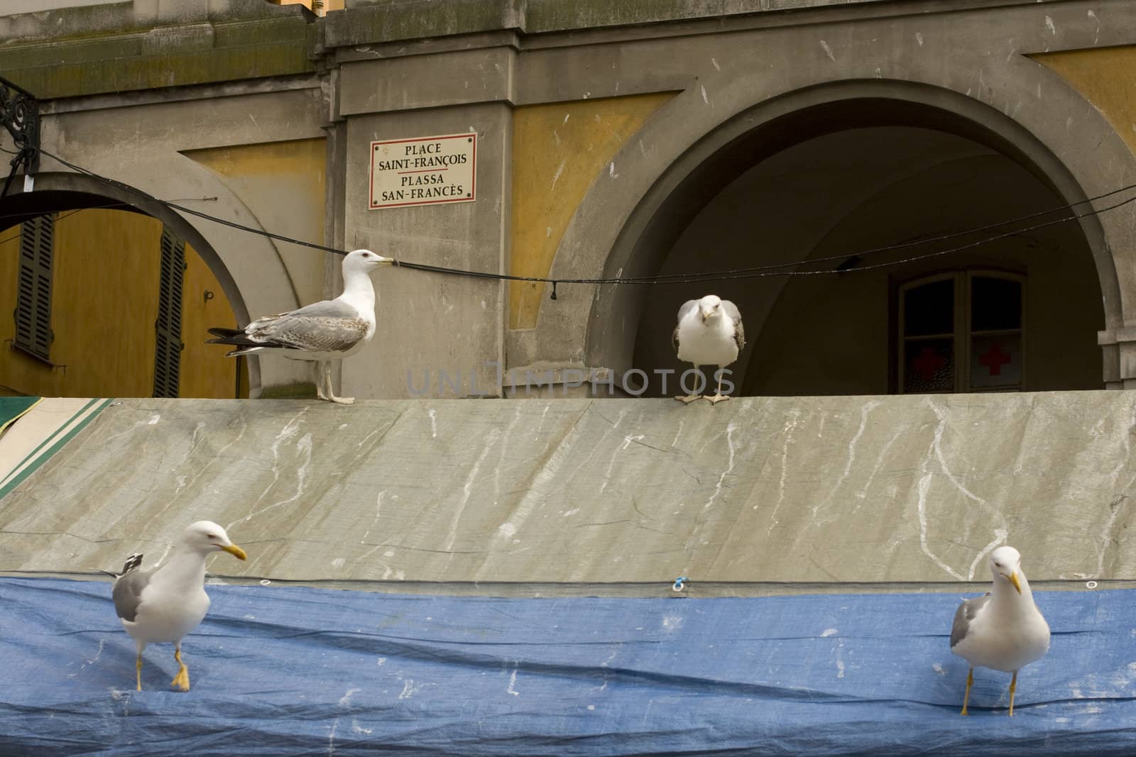 Seagull in the city, Nice