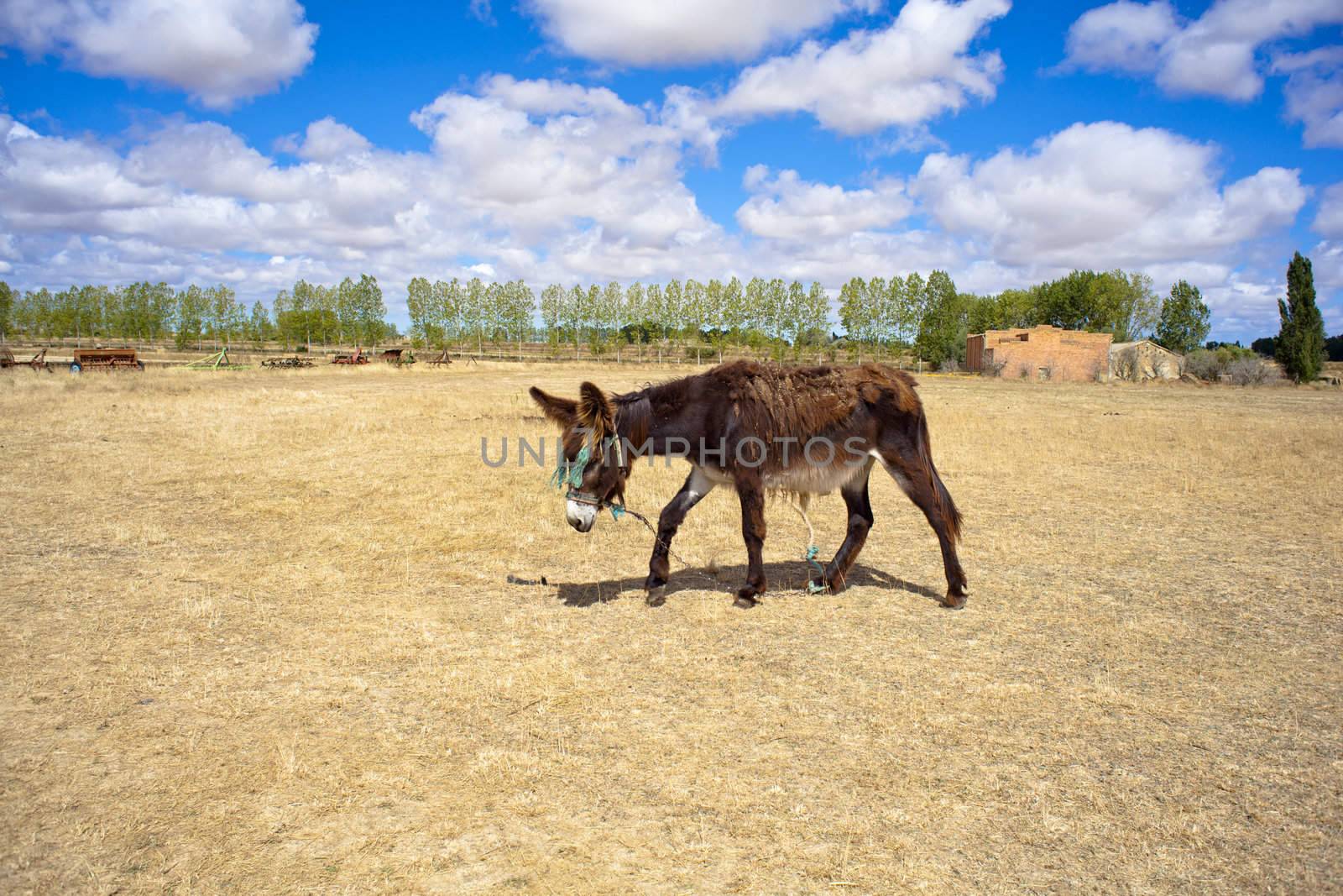 Donkey in the spanish farm