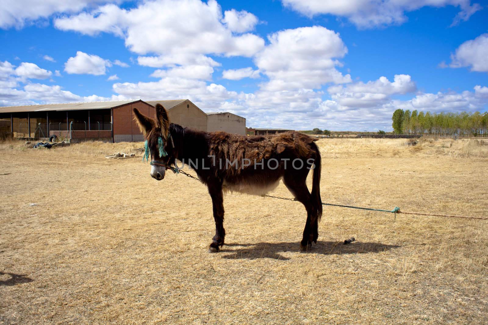 Donkey in the spanish farm
