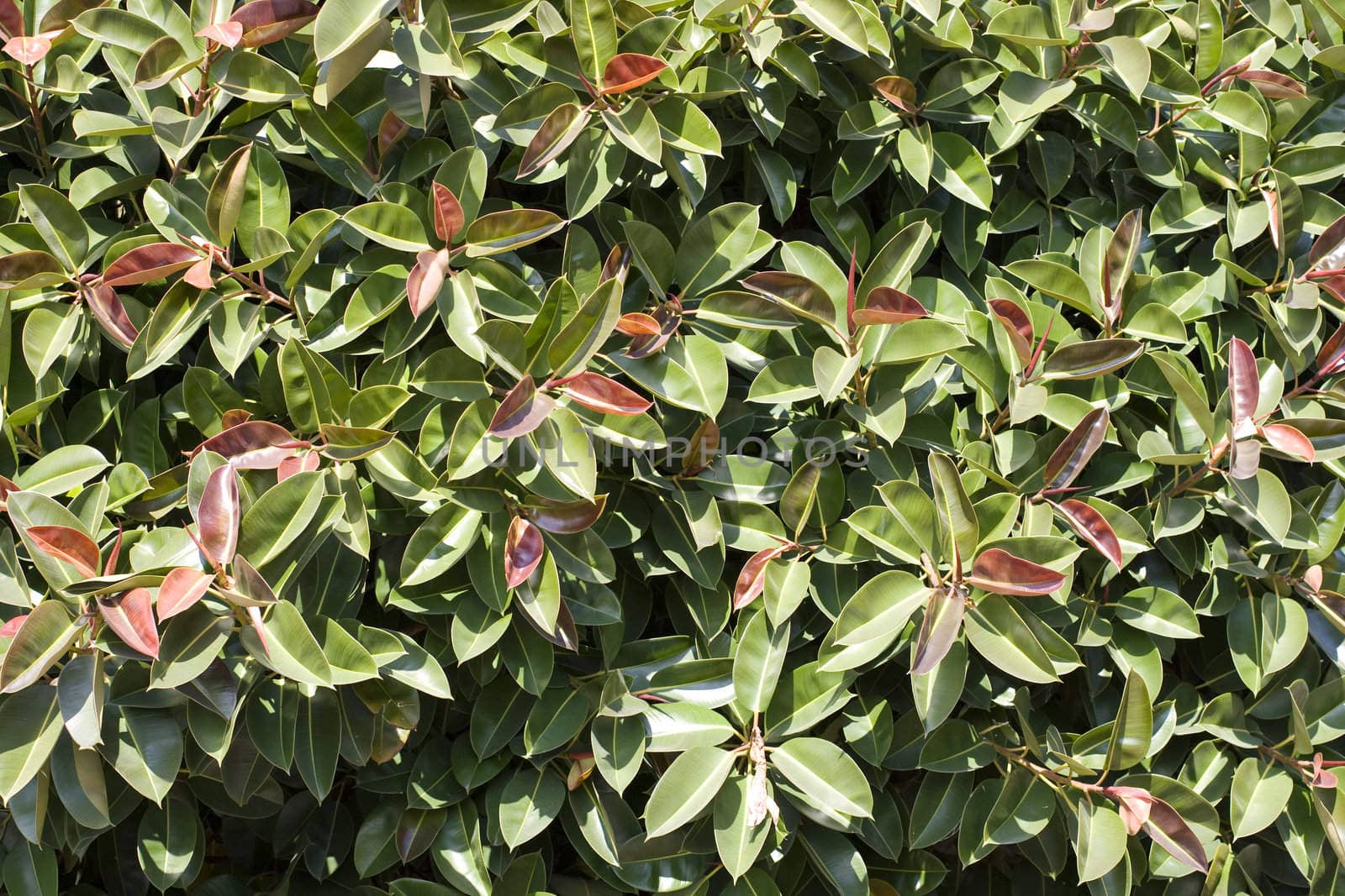 Photo of a green plant