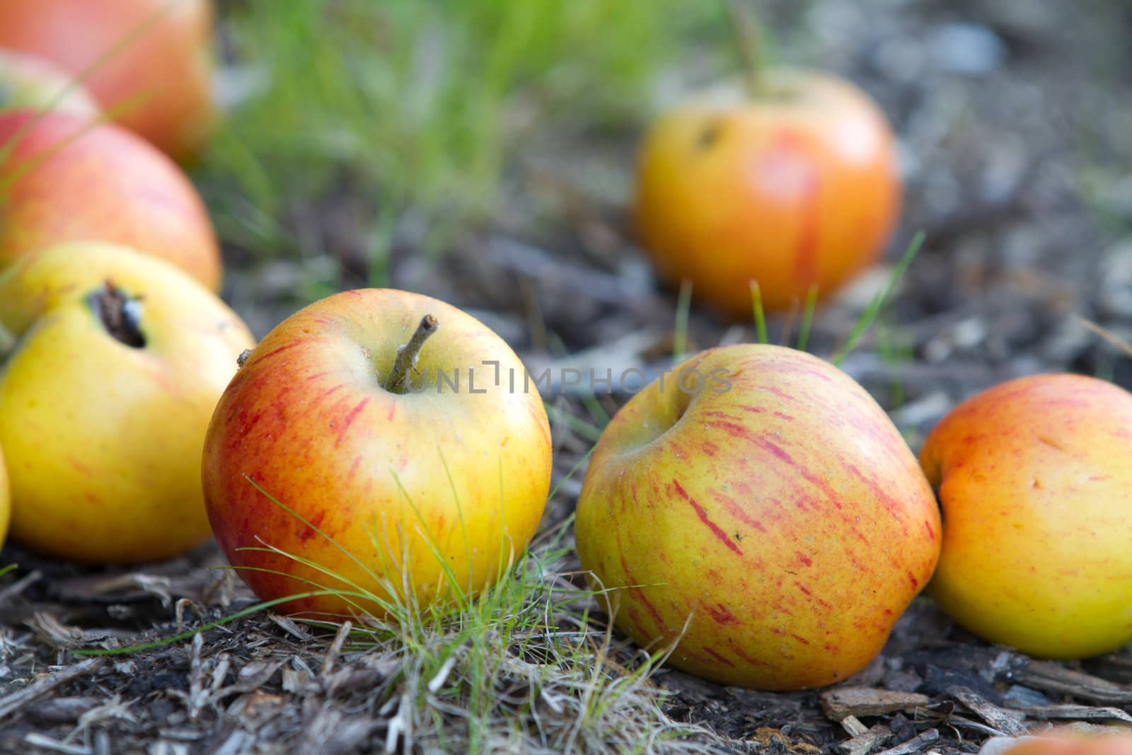 Appleson grass under the apple tree