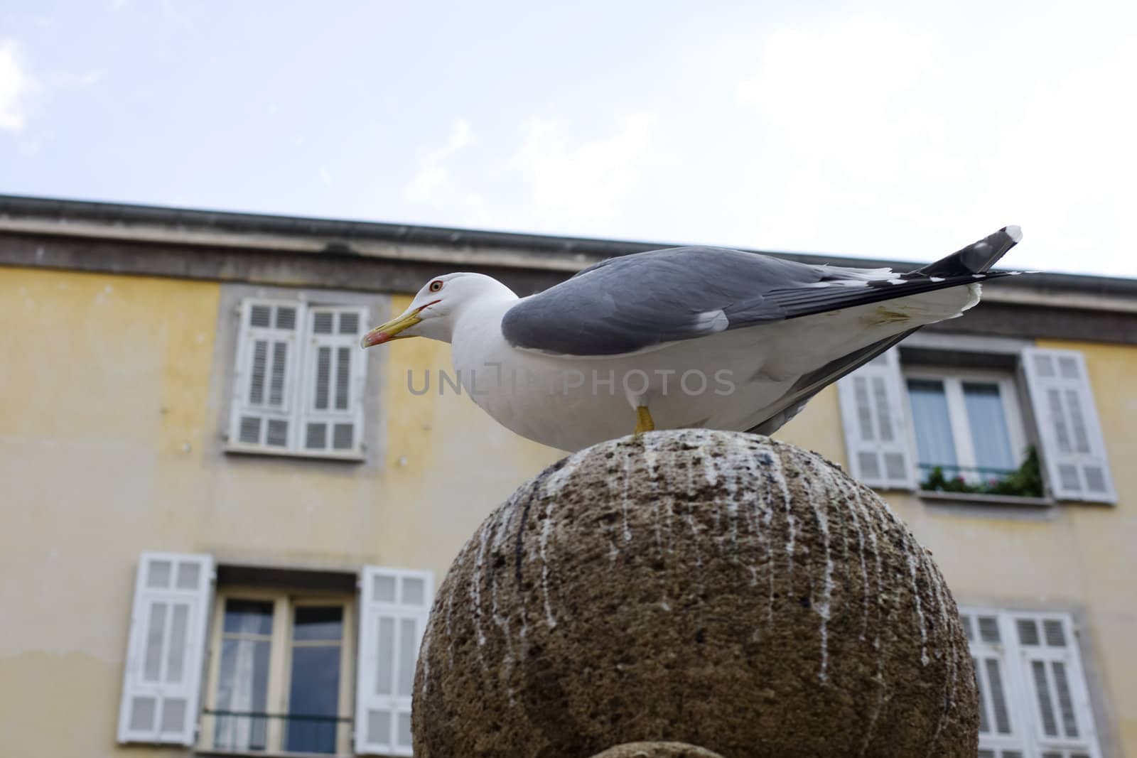 Seagull in the city, Nice