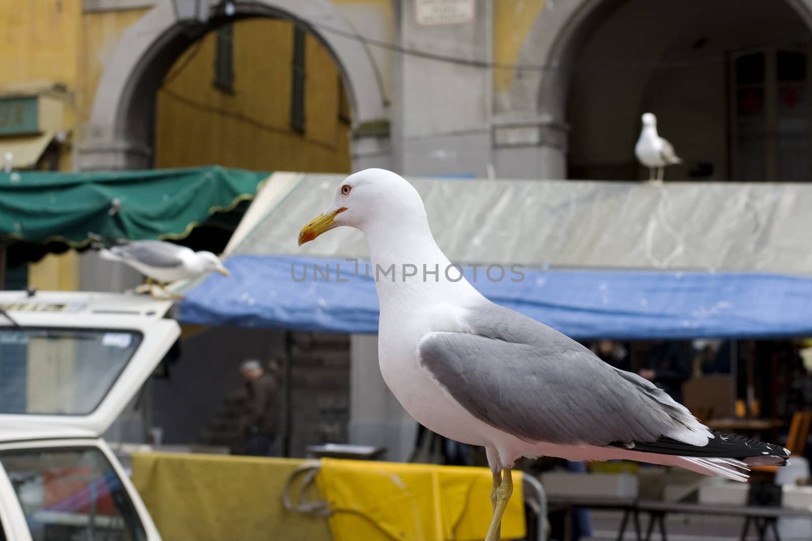 Seagull in the city, Nice