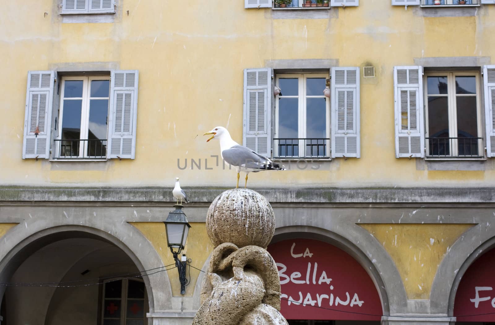 Seagull in the city, Nice