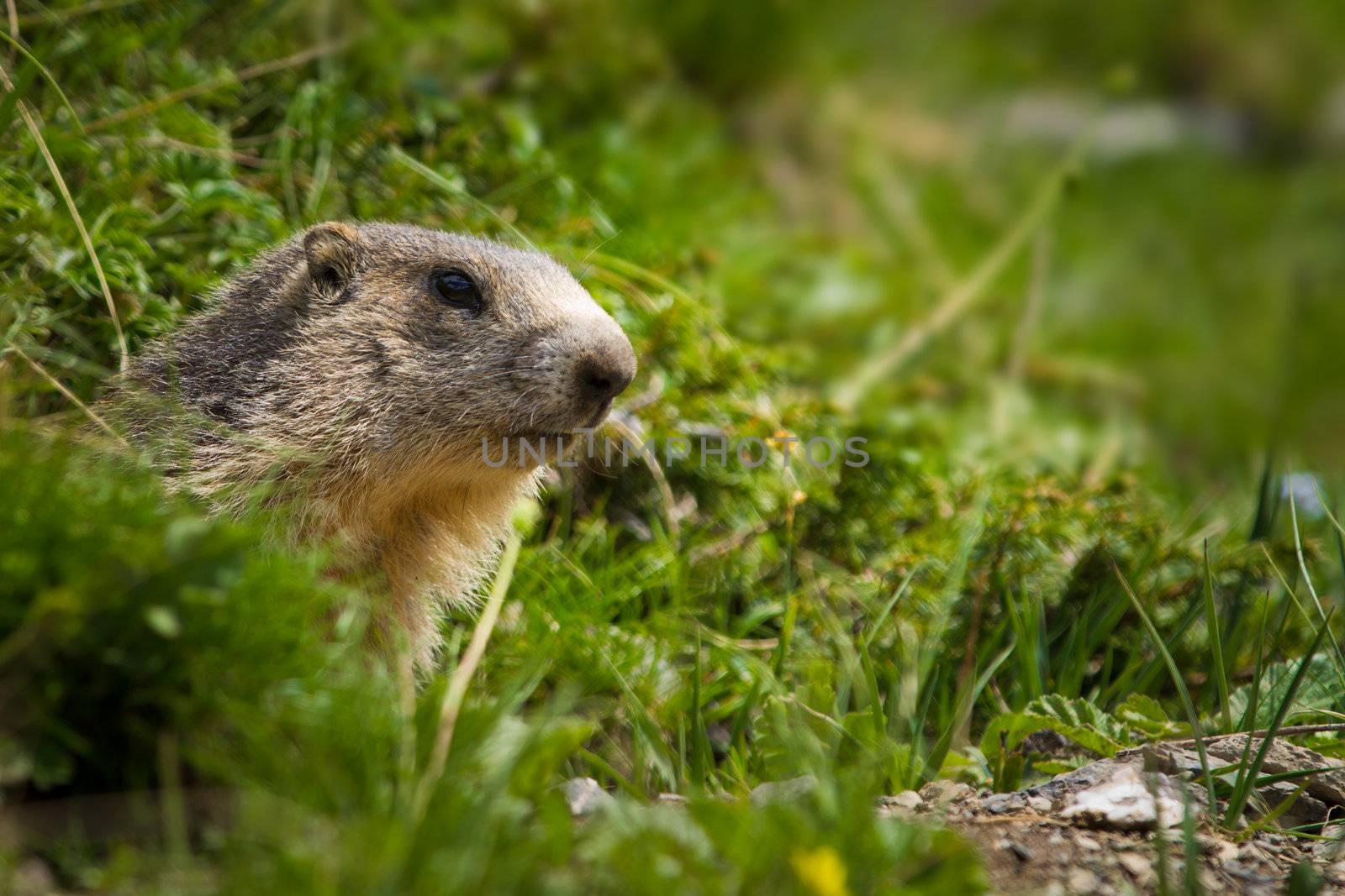 marmot in the alps by chrisroll