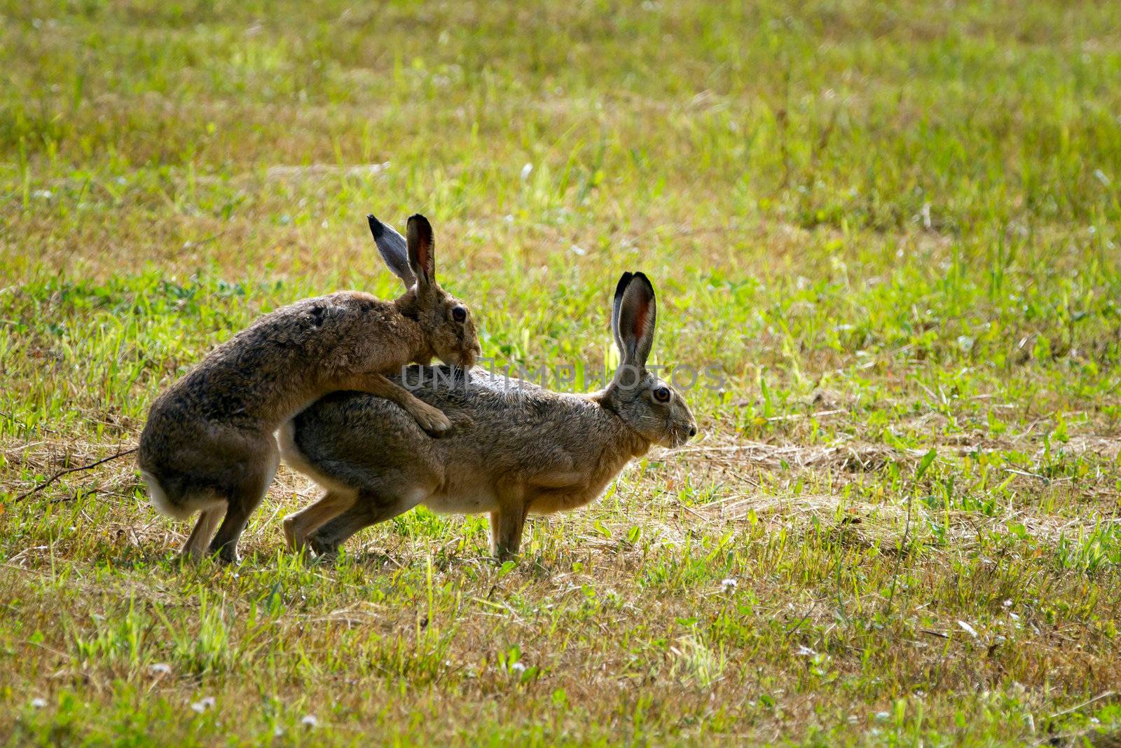 Two European Hares in Love