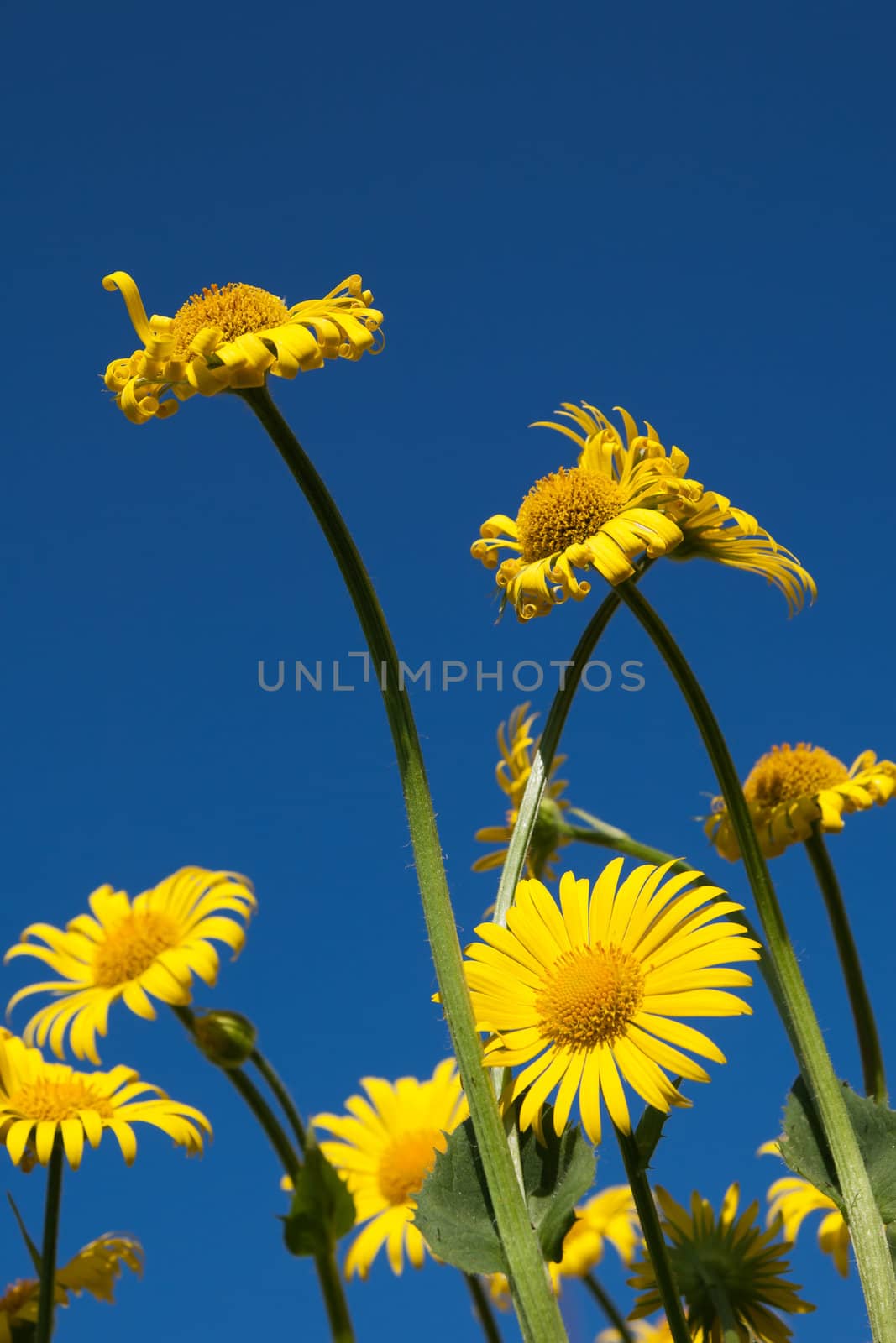 A yellow spring flowers against blue sky