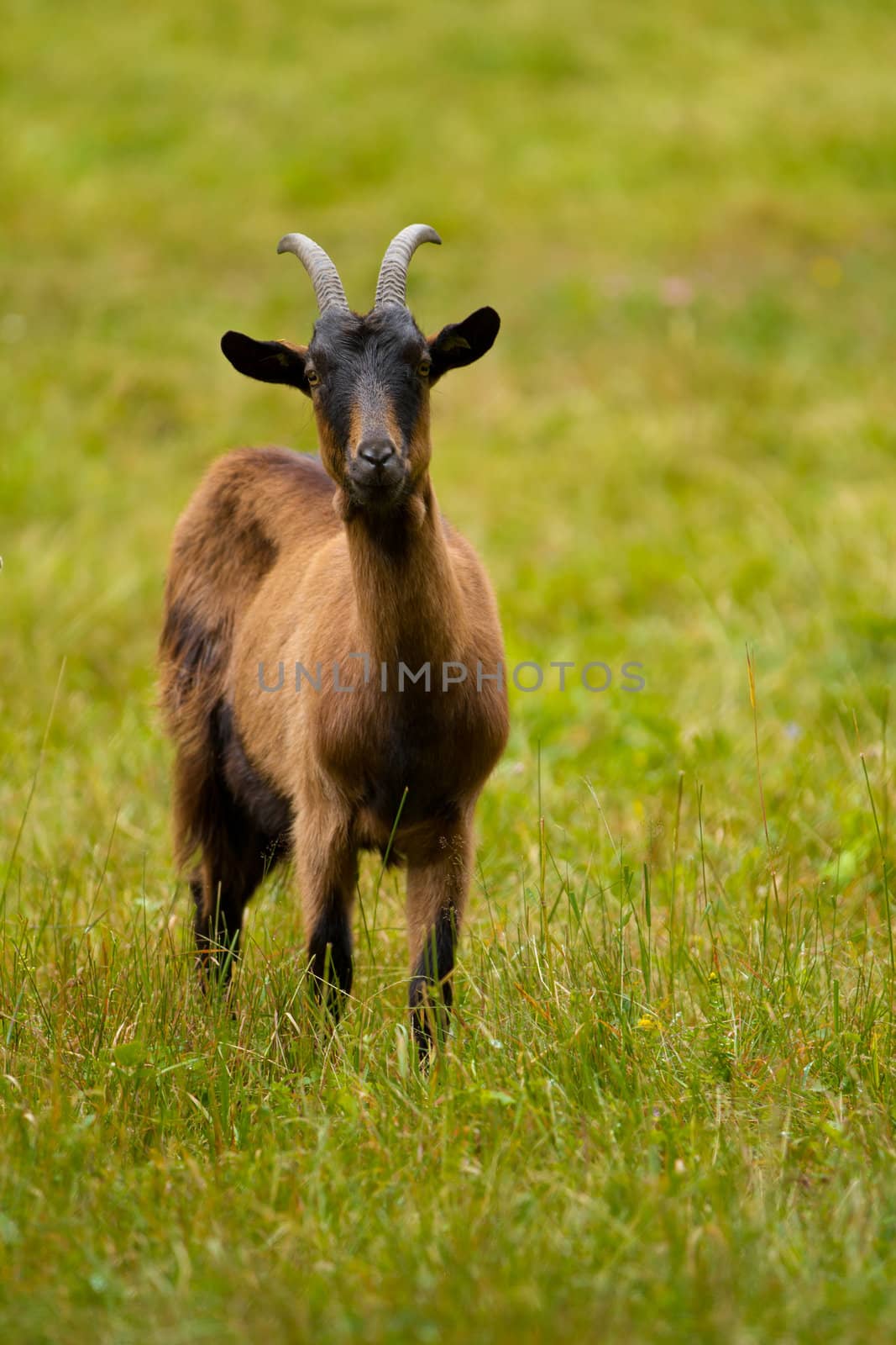 She-goat on a green meadow