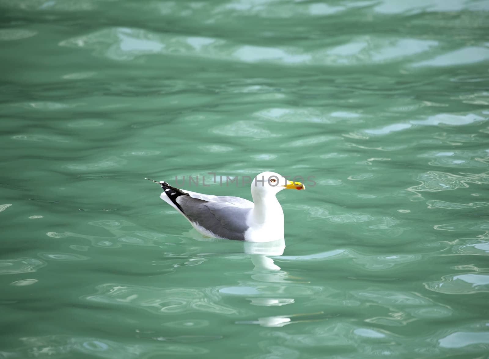 Photo of a Seagull in the sea