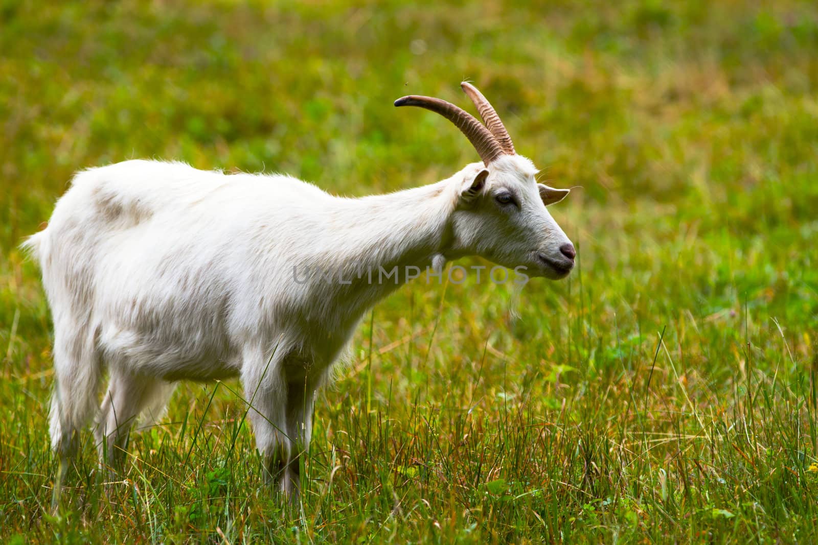 Goat on a green meadow by chrisroll