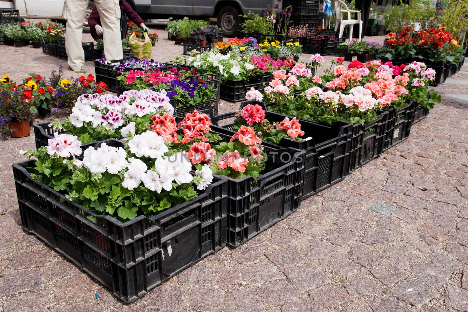 Spring flowers in boxes at an outdoor flower market