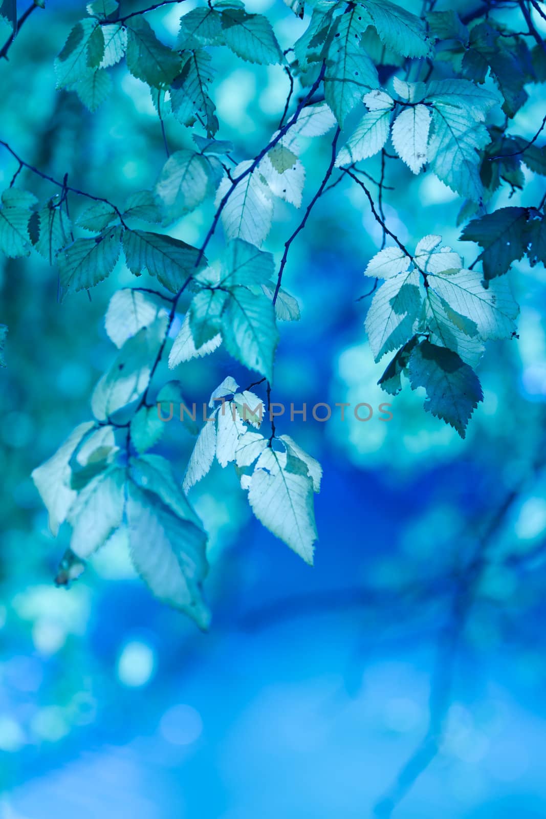 blue leaves by chrisroll