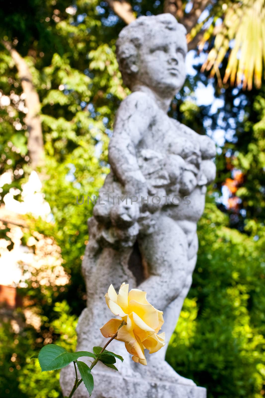Photo of a yellow flower and a Cherub