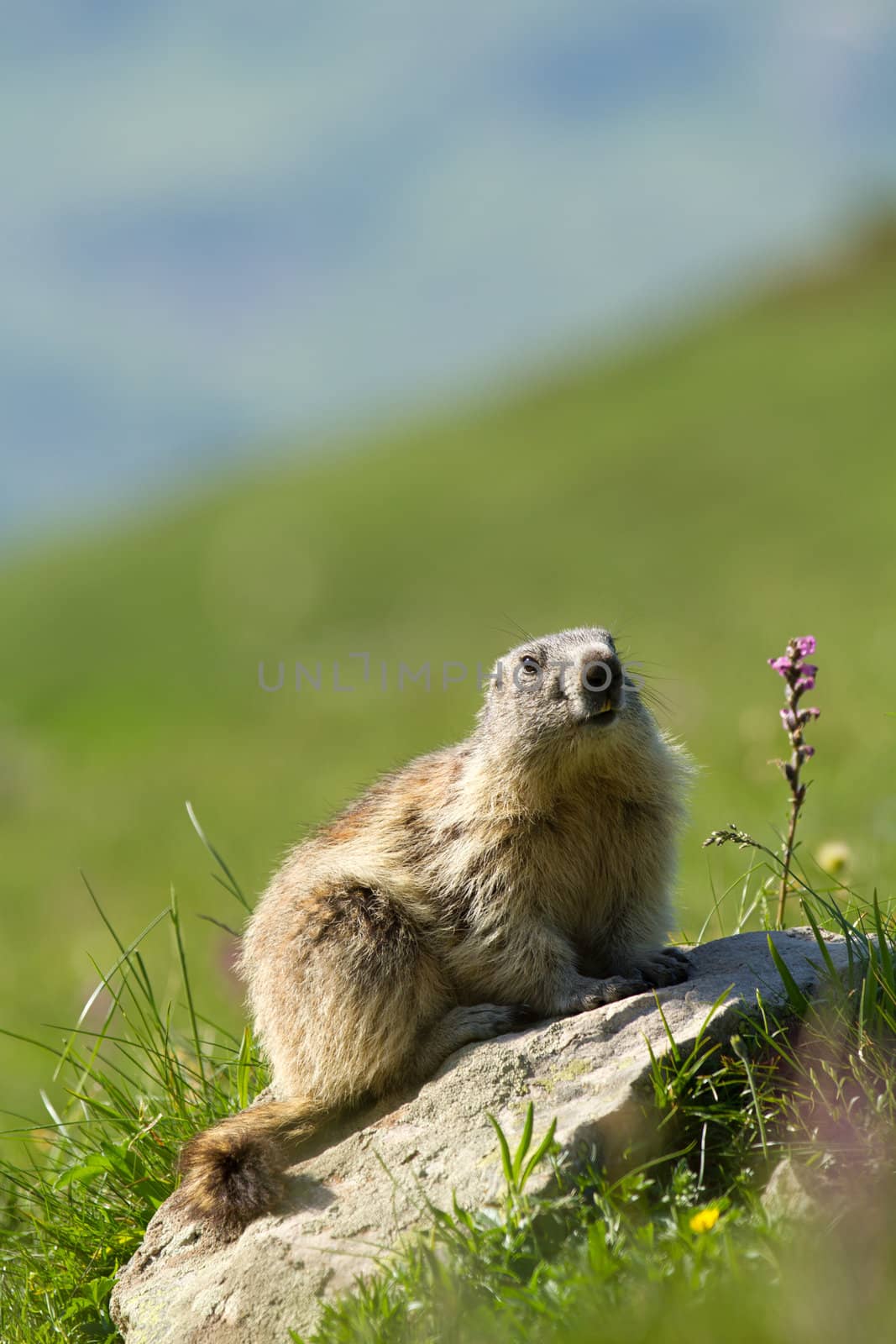 marmot in the alps by chrisroll