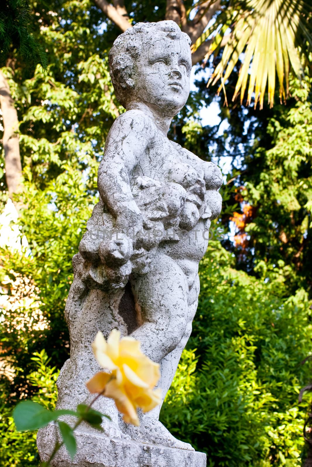 Photo of a yellow flower and a Cherub