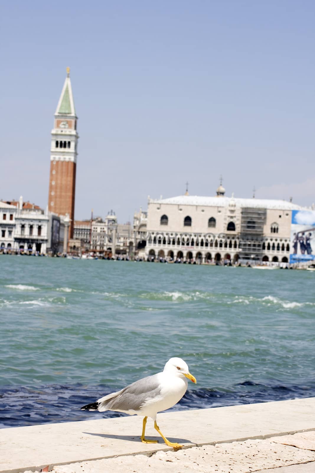 Photo of a Seagull on the pier, Venice panorama