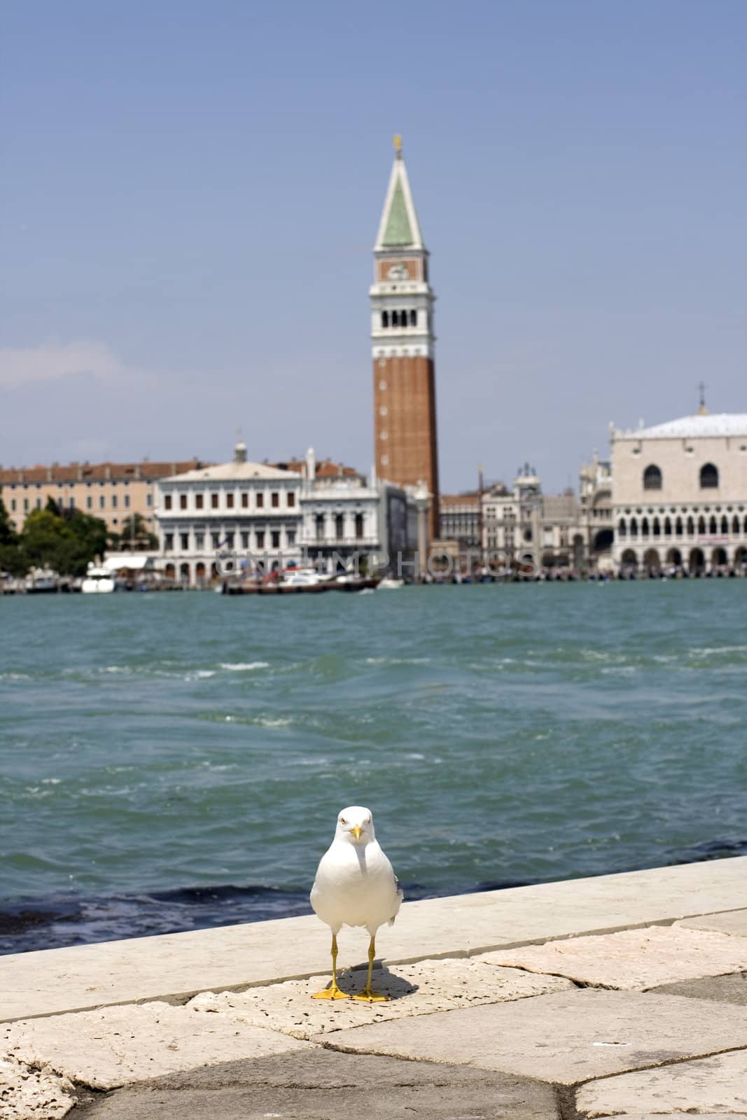 Photo of a Seagull on the pier, Venice panorama