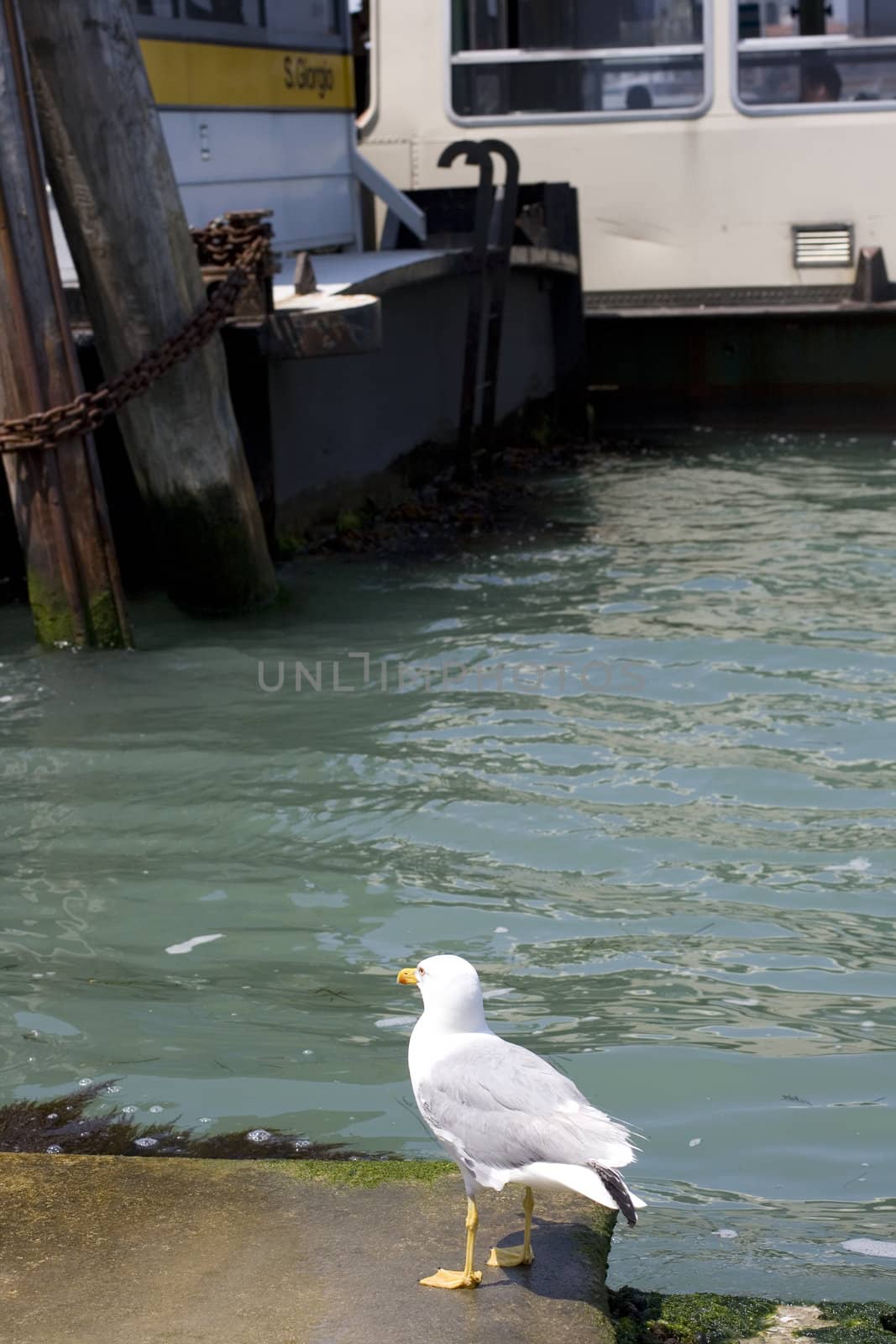 Photo of a Seagull on the pier