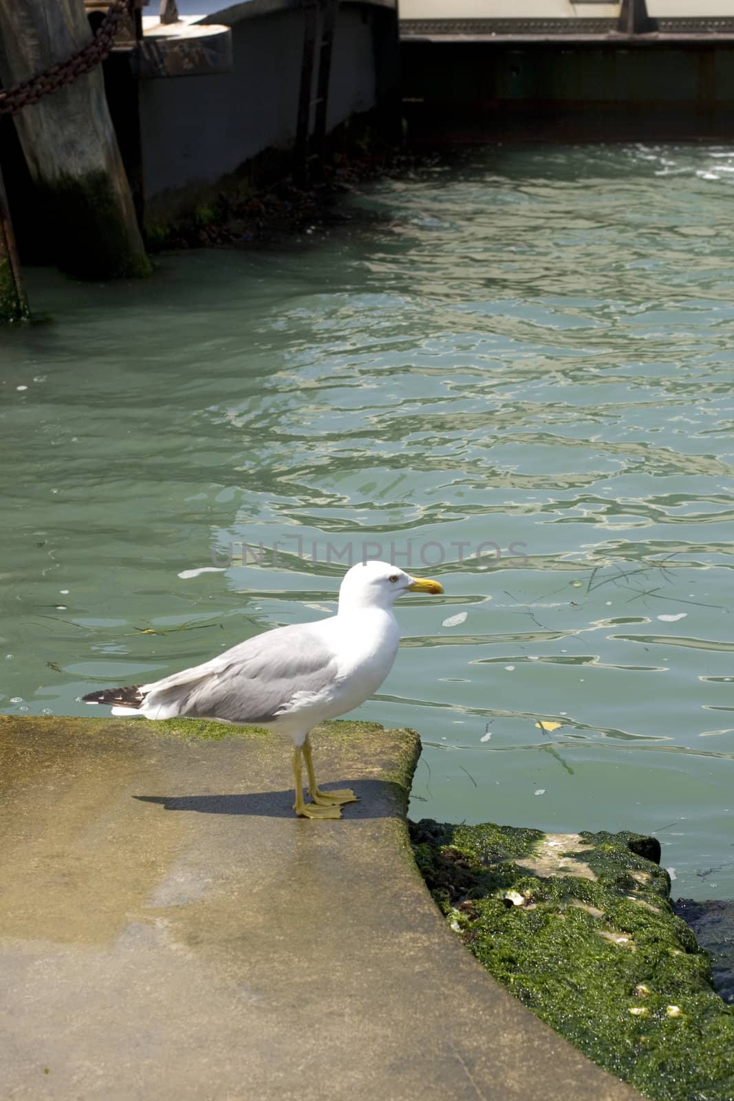 Photo of a Seagull on the pier