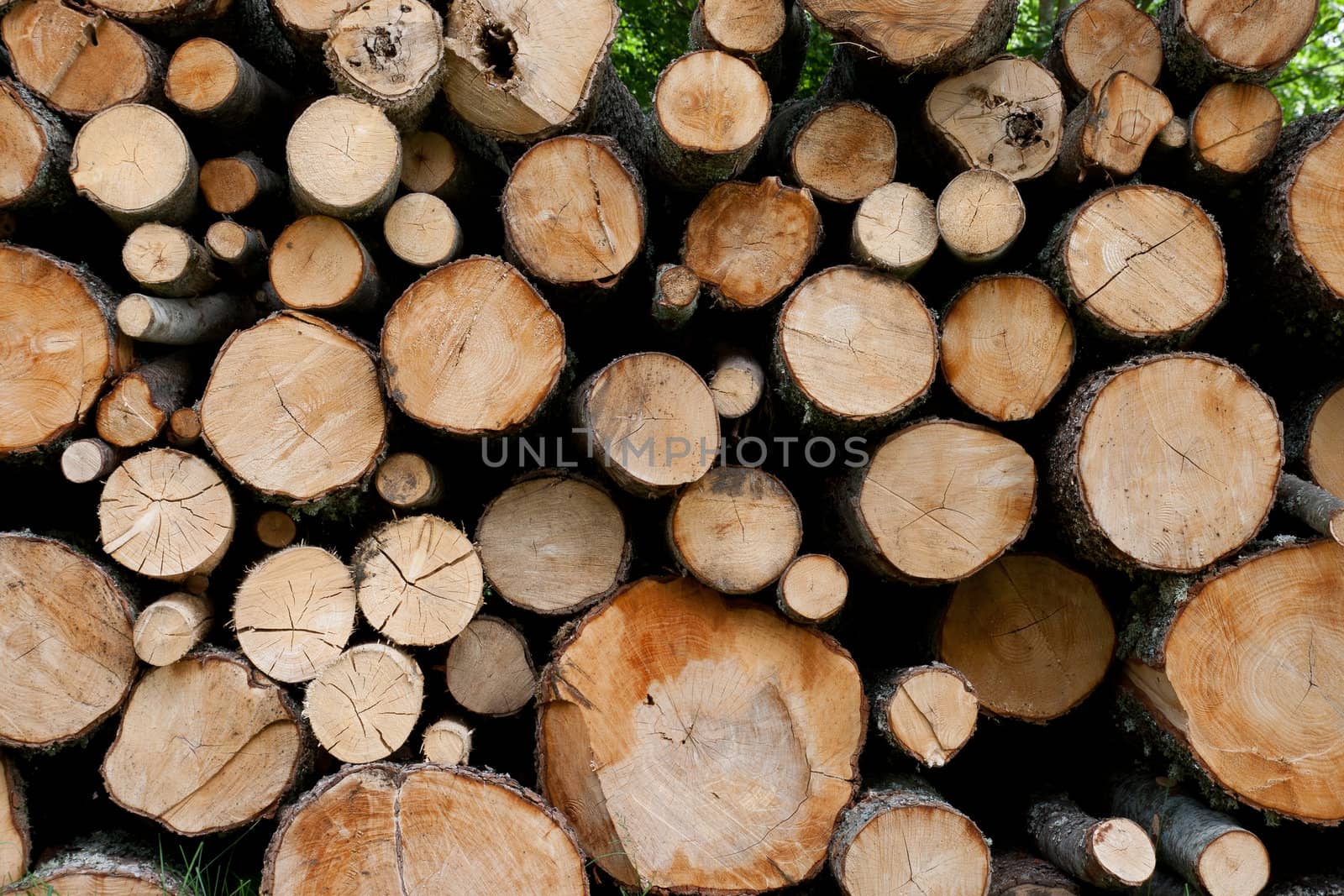 A detail shot of some freshly cut trees stacked in a pile