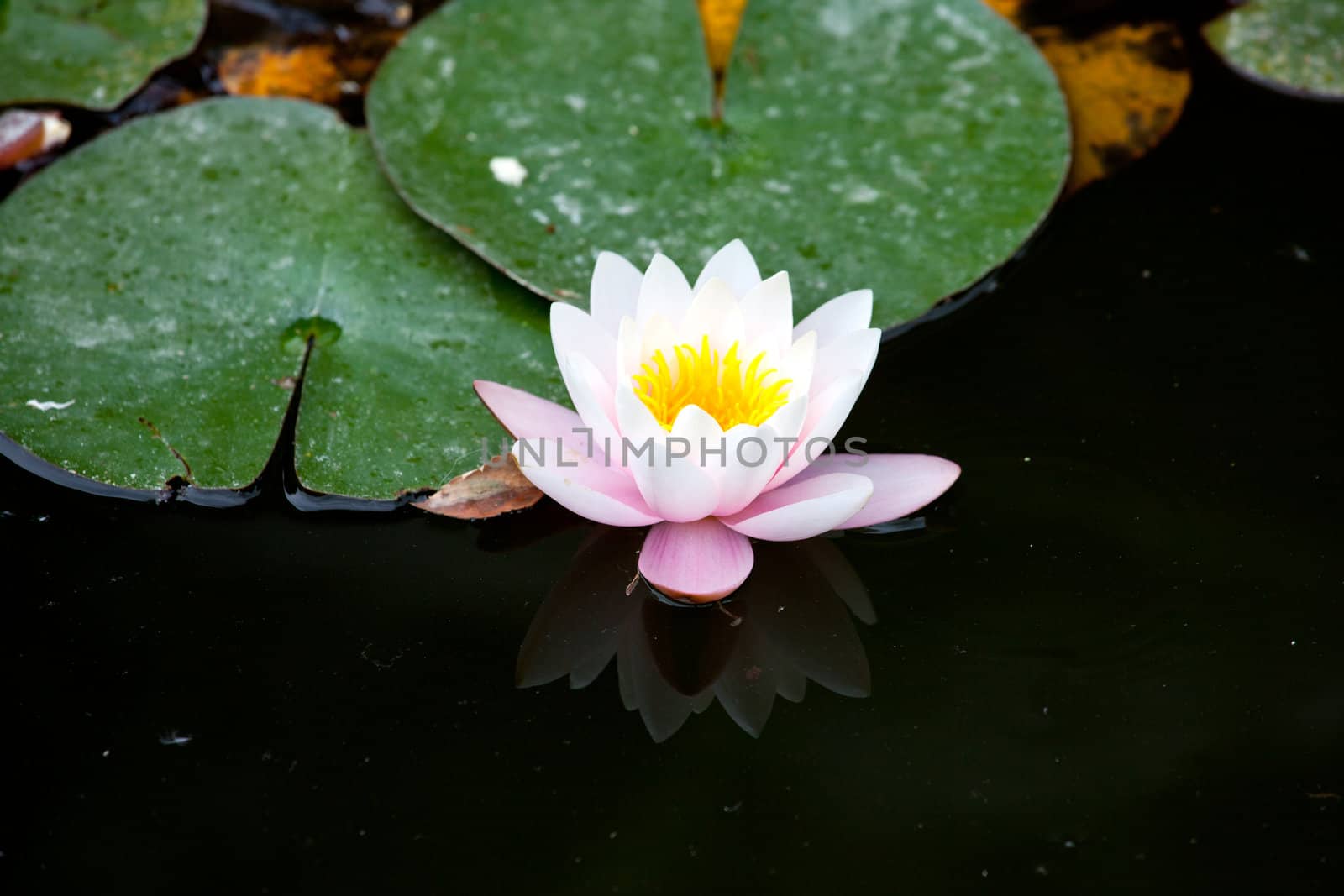 Water-lily in the pond