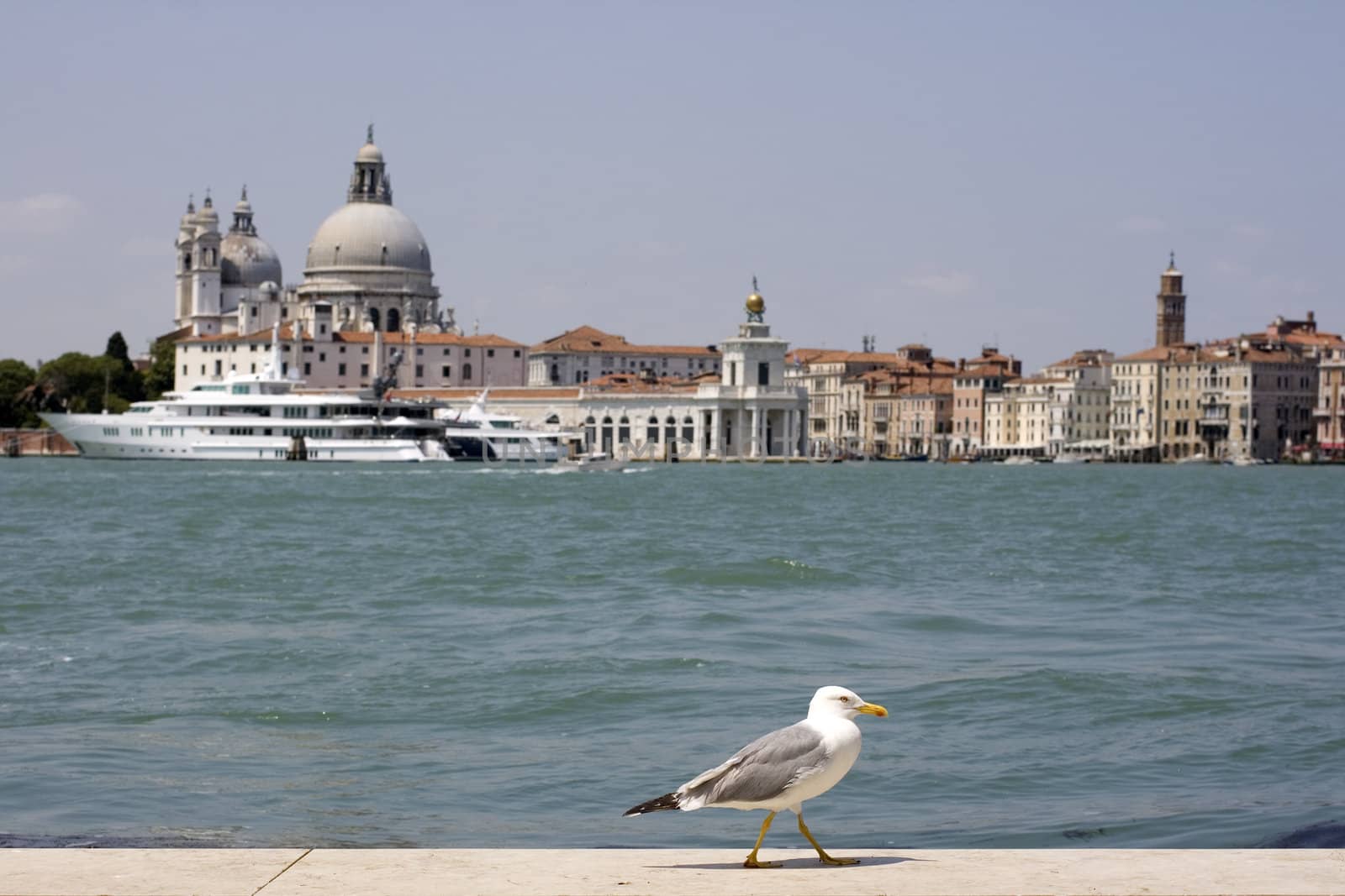 Photo of a Seagull on the pier, Venice panorama