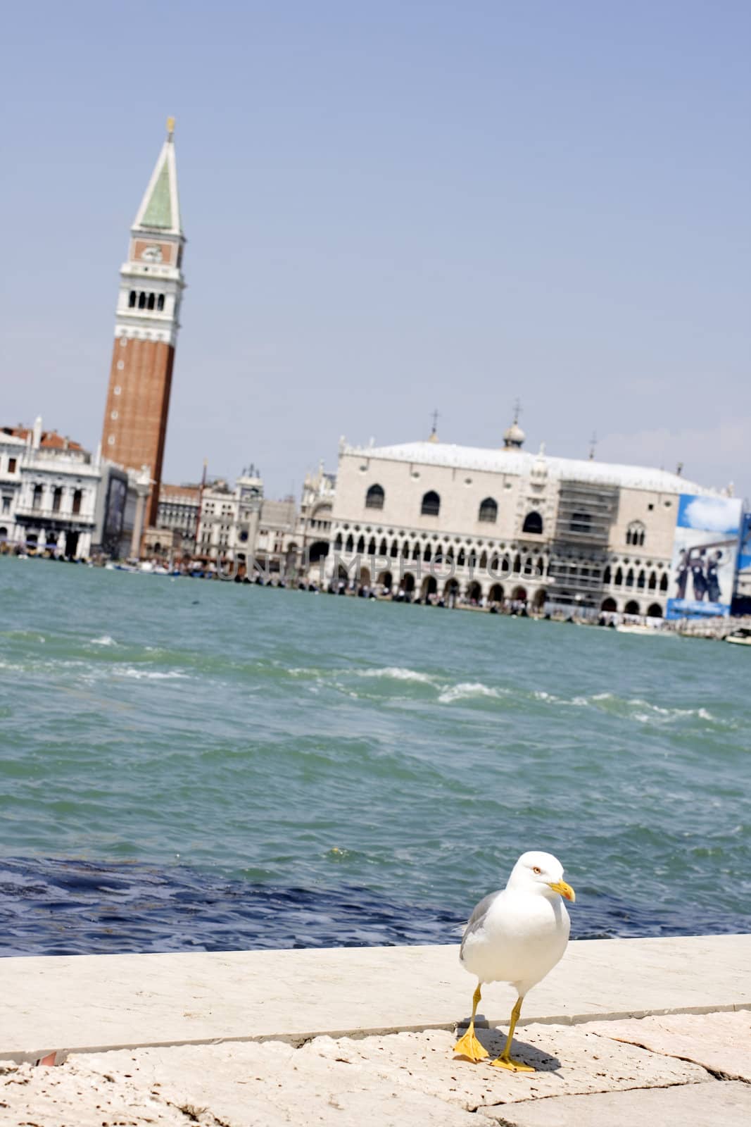 Photo of a Seagull on the pier, Venice panorama
