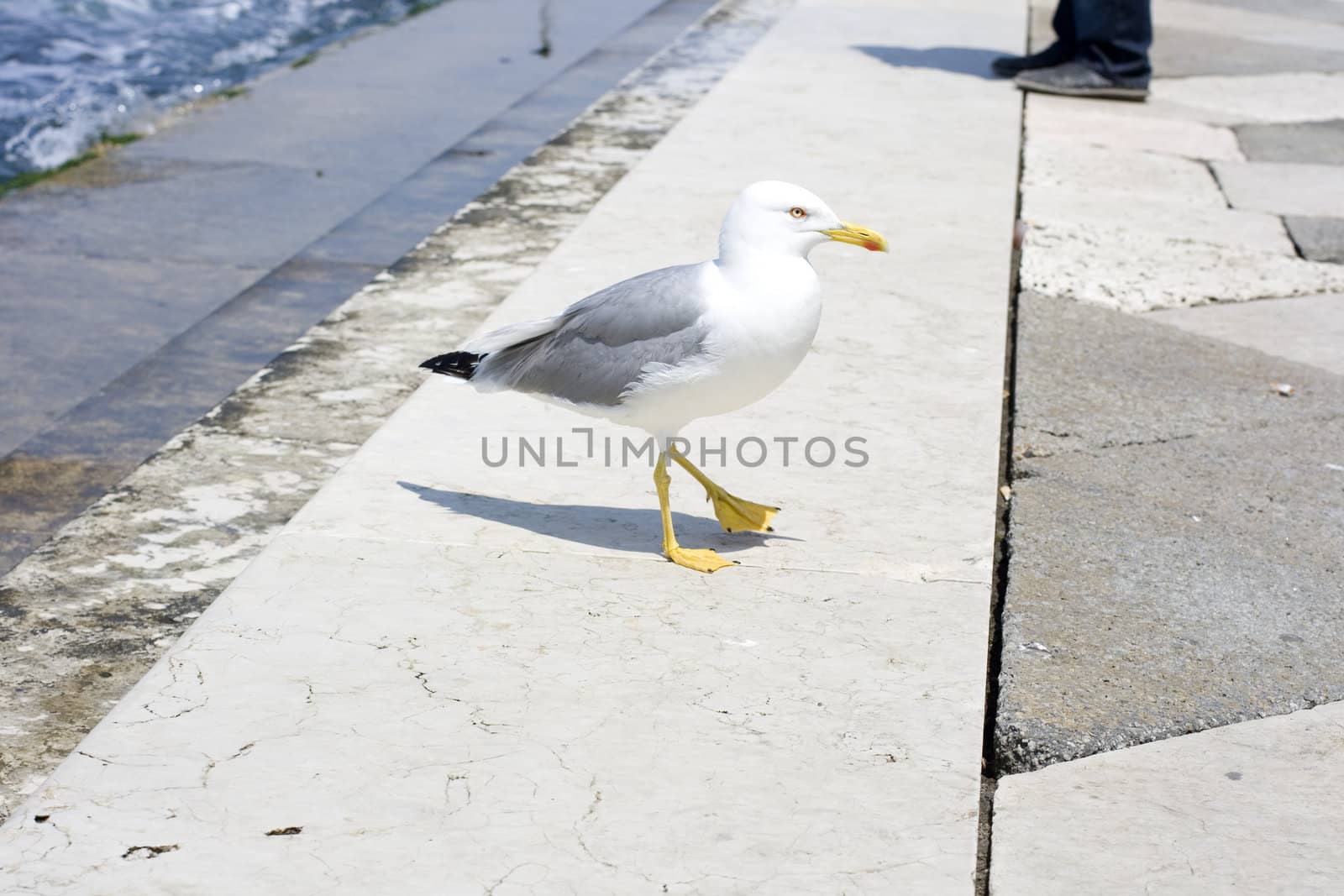 Photo of a Seagull on the pier