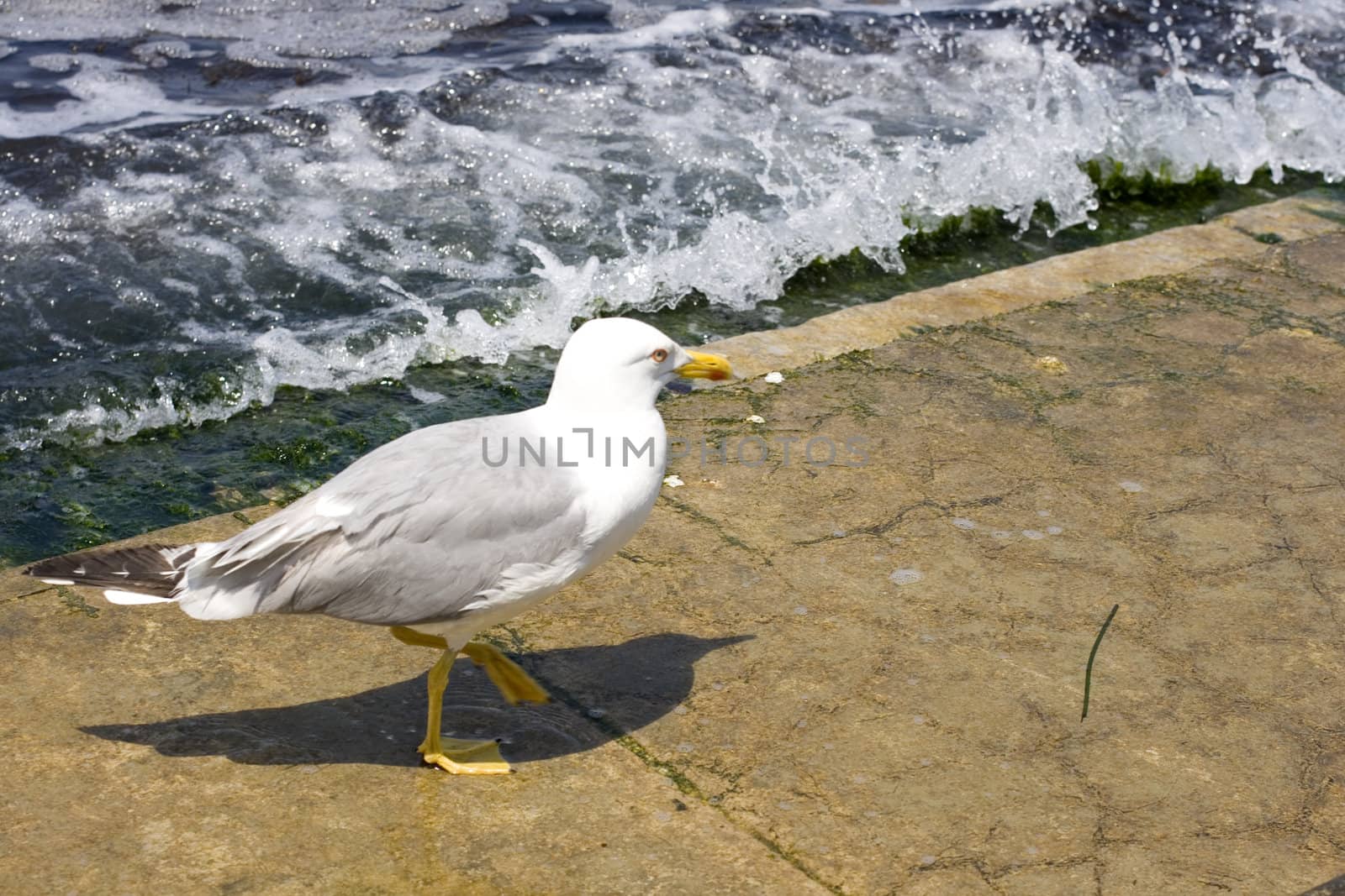 Photo of a Seagull on the pier
