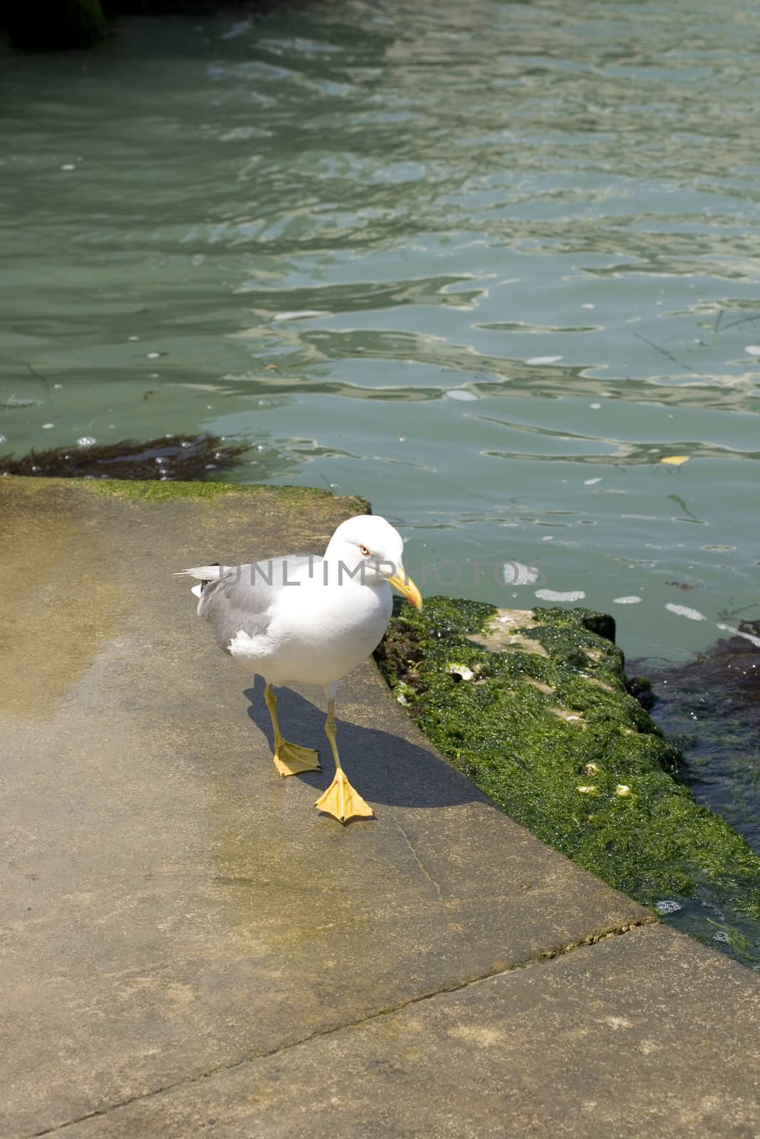 Photo of a Seagull on the pier