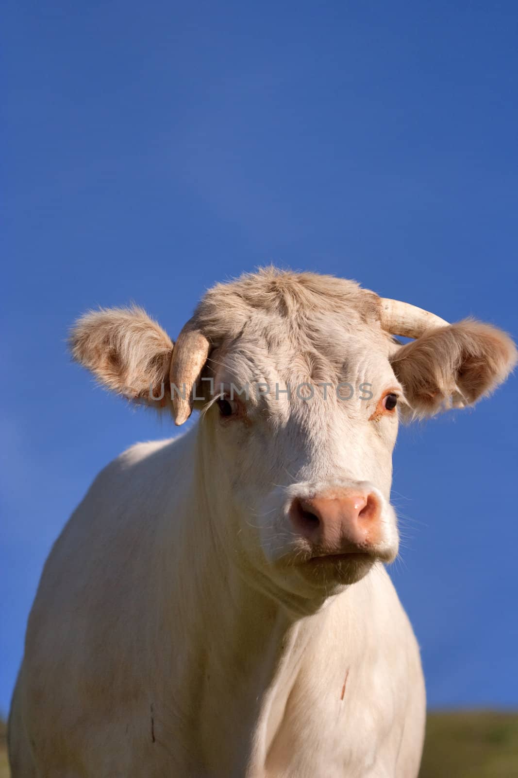 cow in a prairie by chrisroll