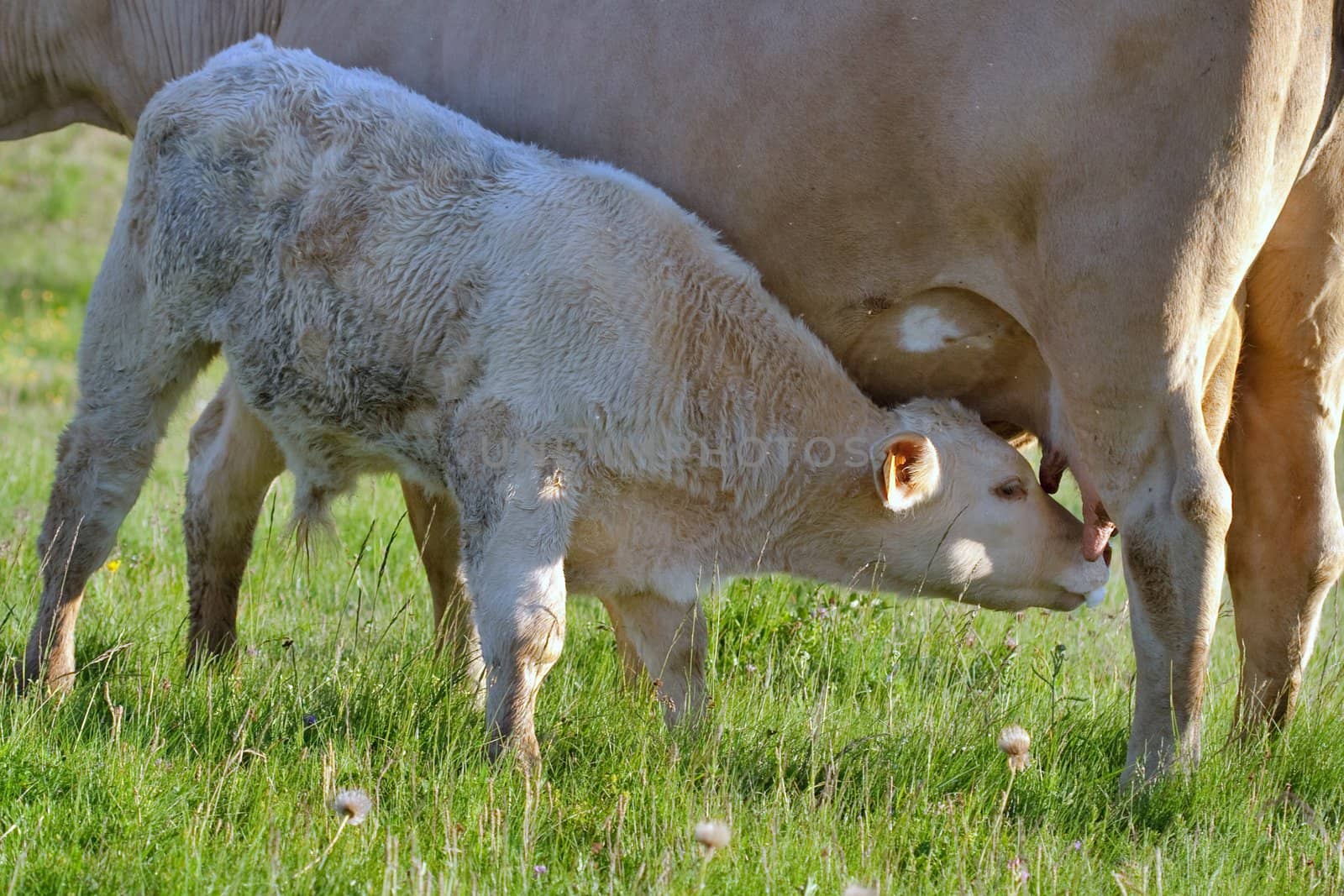 Cow in a prairie