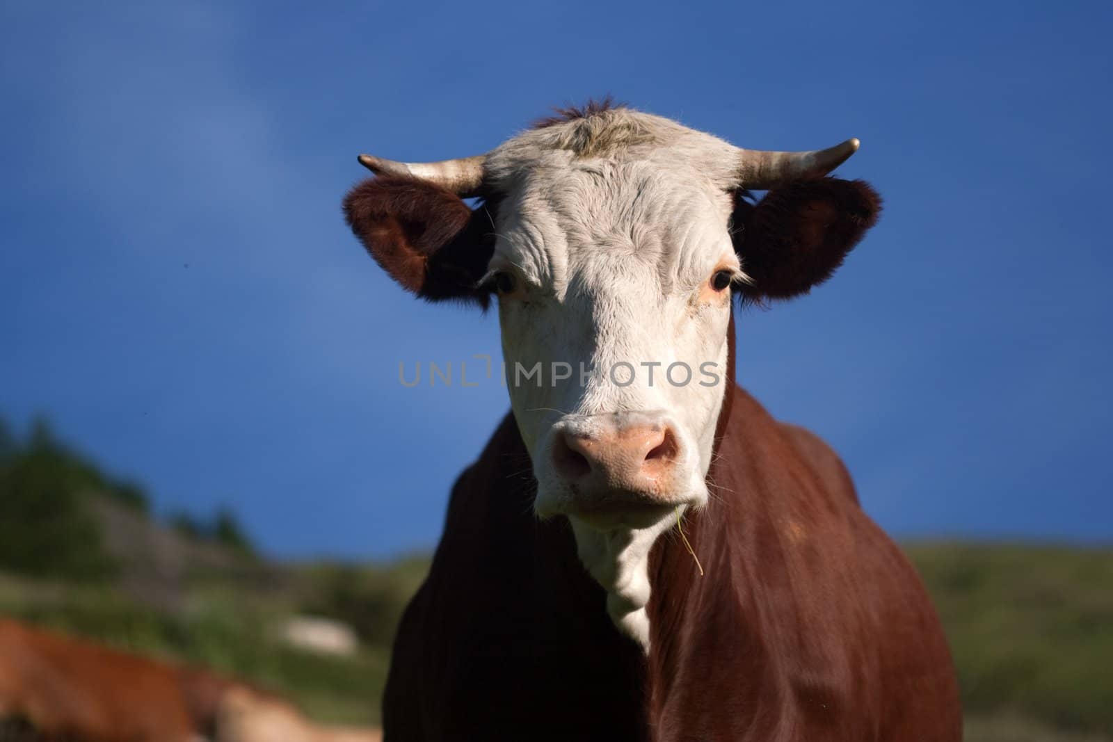 Cow in a prairie by chrisroll