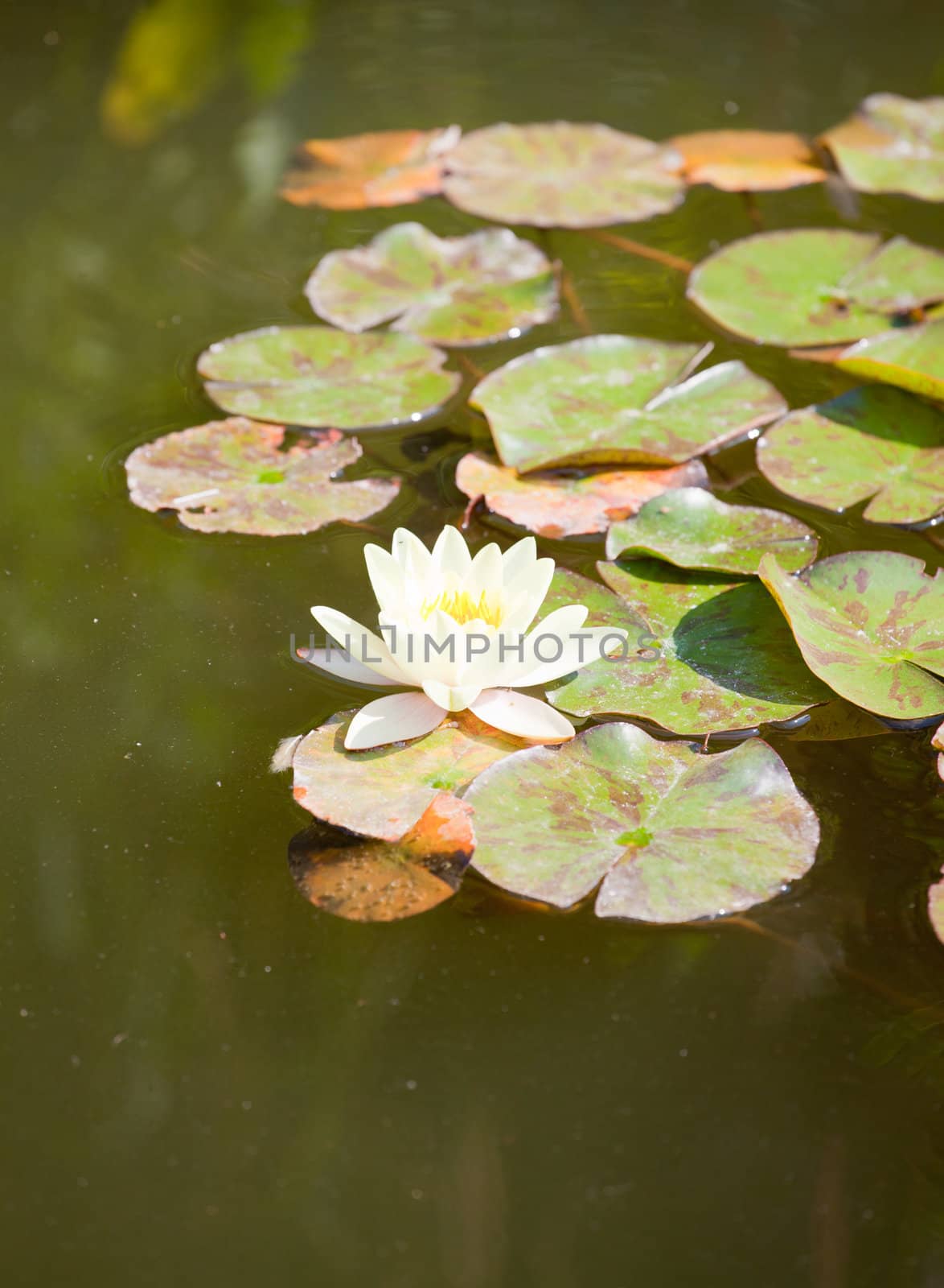Yellow Water-lily in the pond