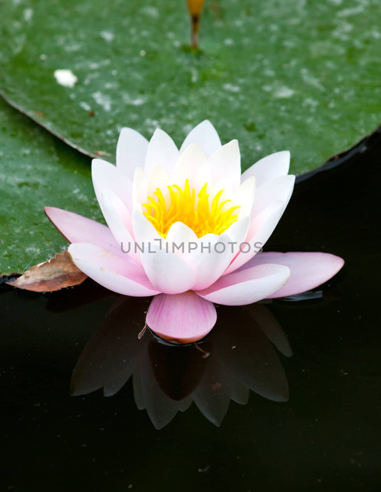 Water-lily in the pond