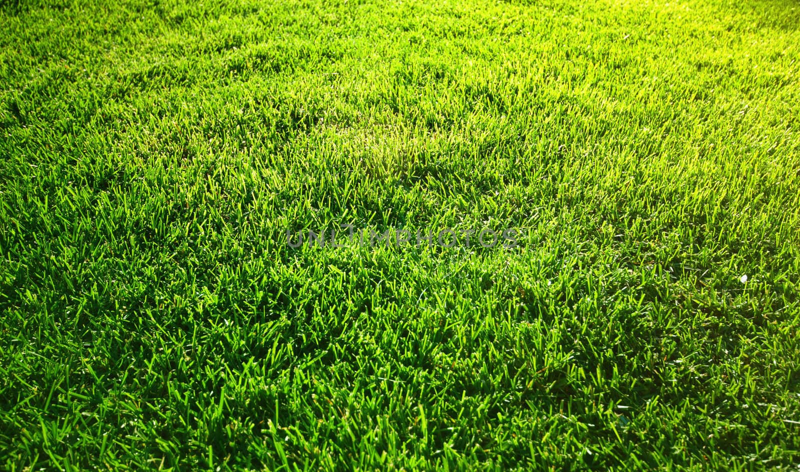 Background with fresh green grass