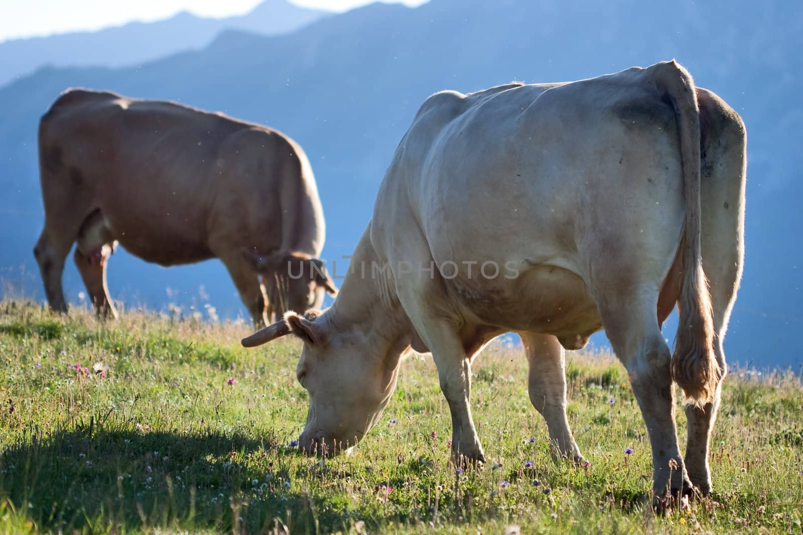 white cows in a prairie by chrisroll