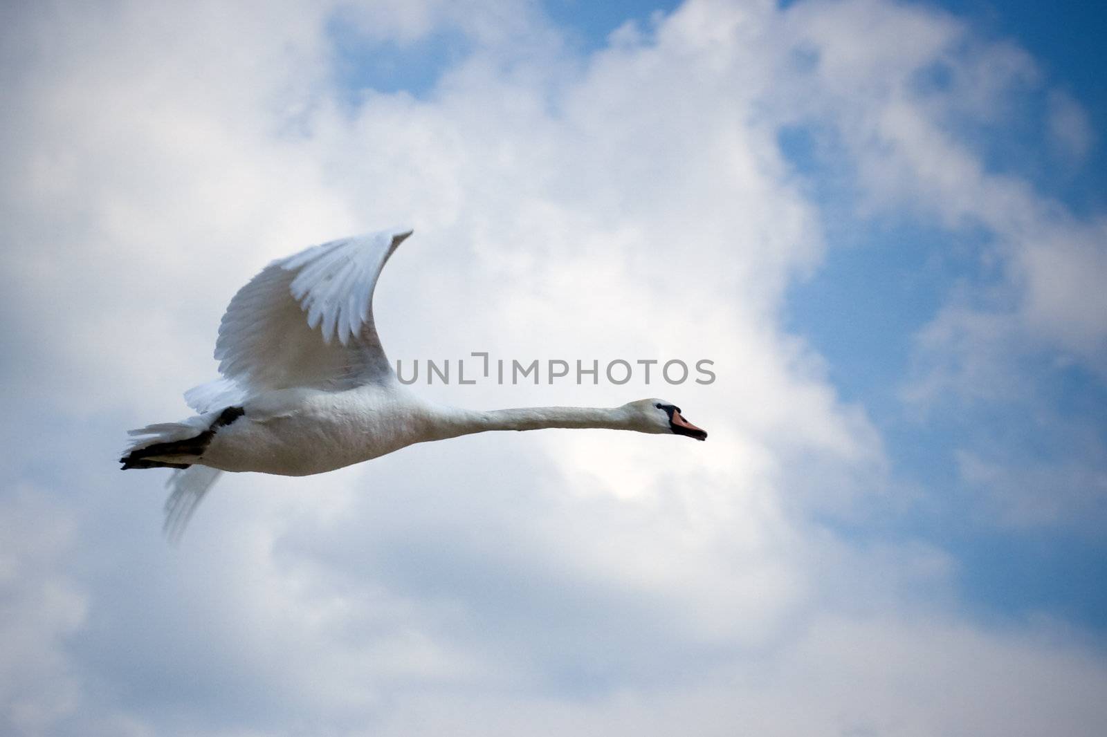 flying swan by chrisroll