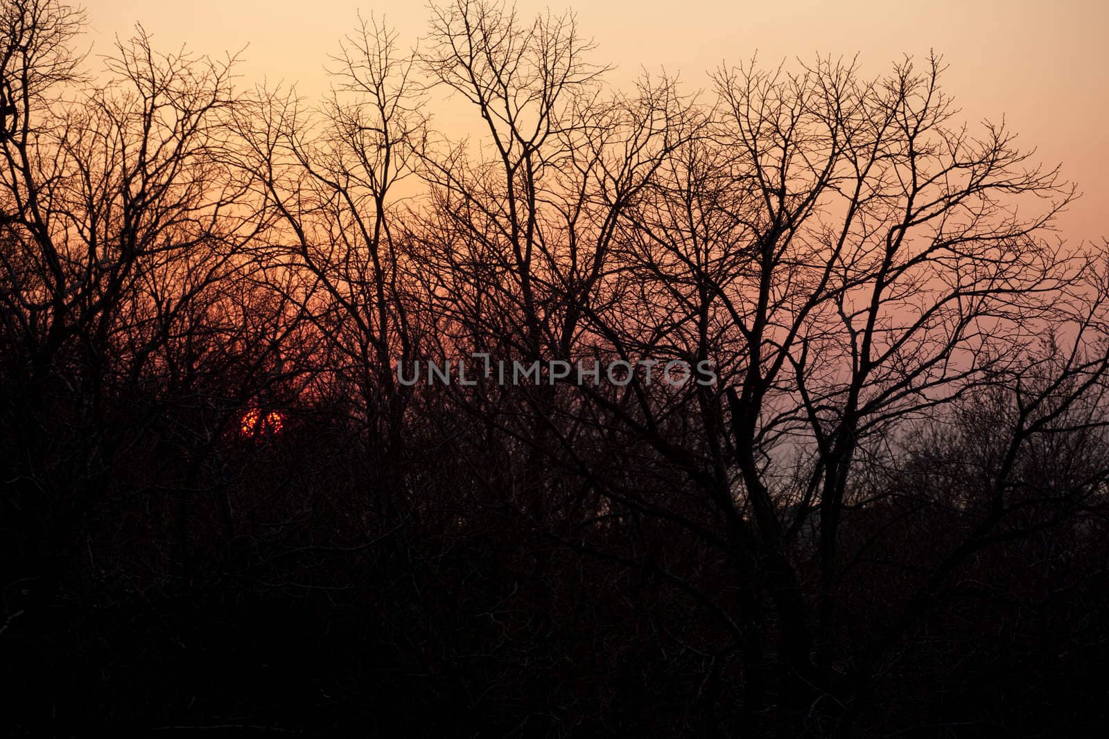 Sunset seen through the branches