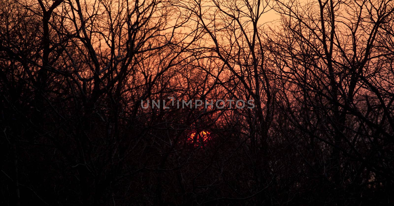 Sunset seen through the branches