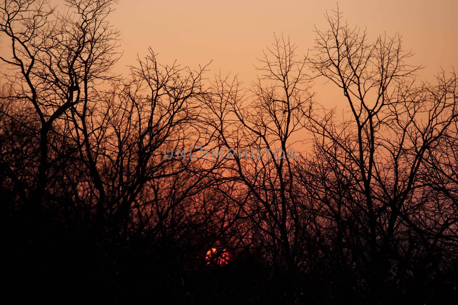 Sunset seen through the branches