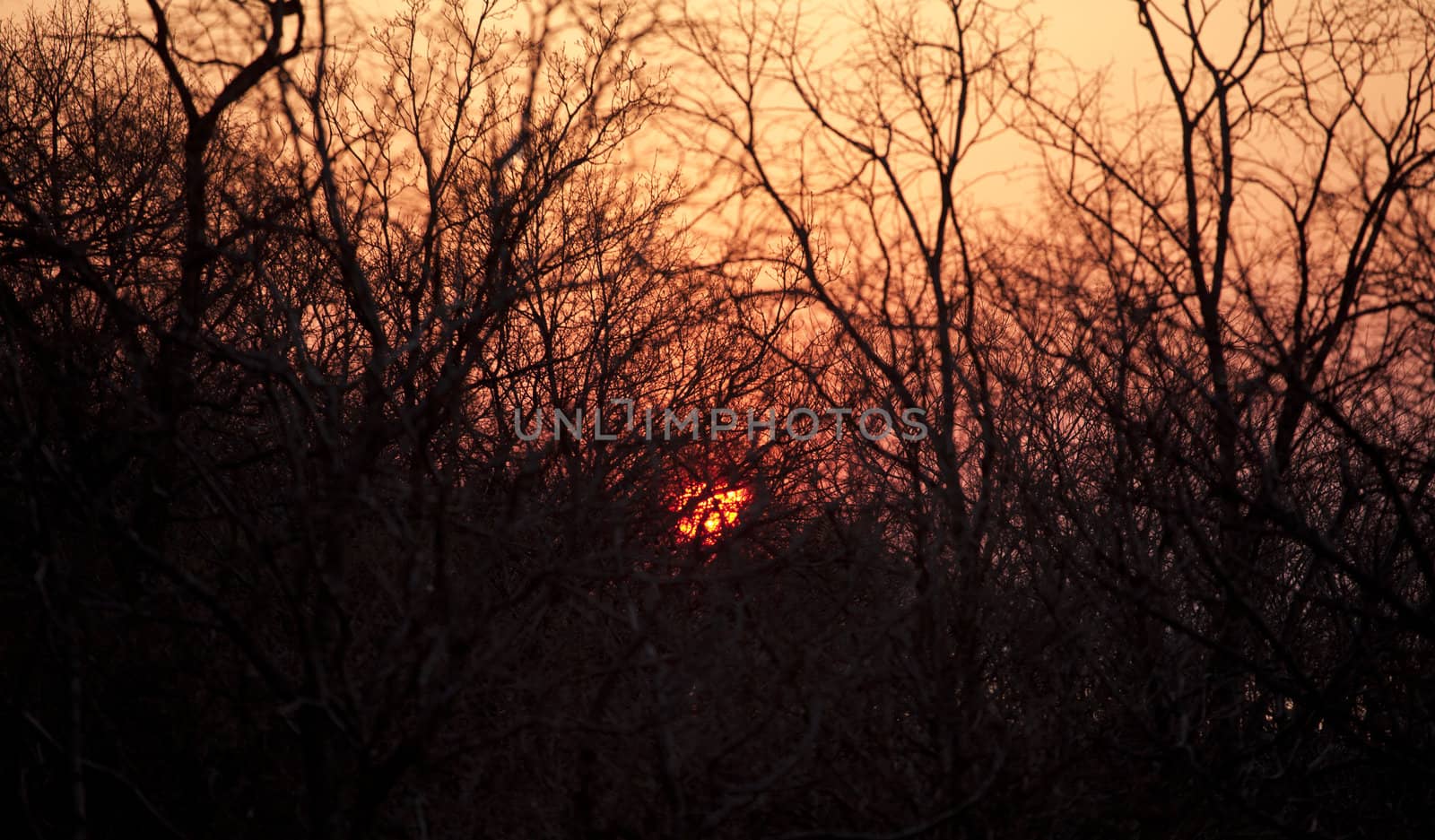 Sunset seen through the branches