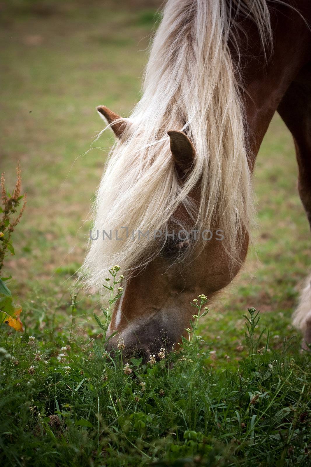 horse in a prairie by chrisroll